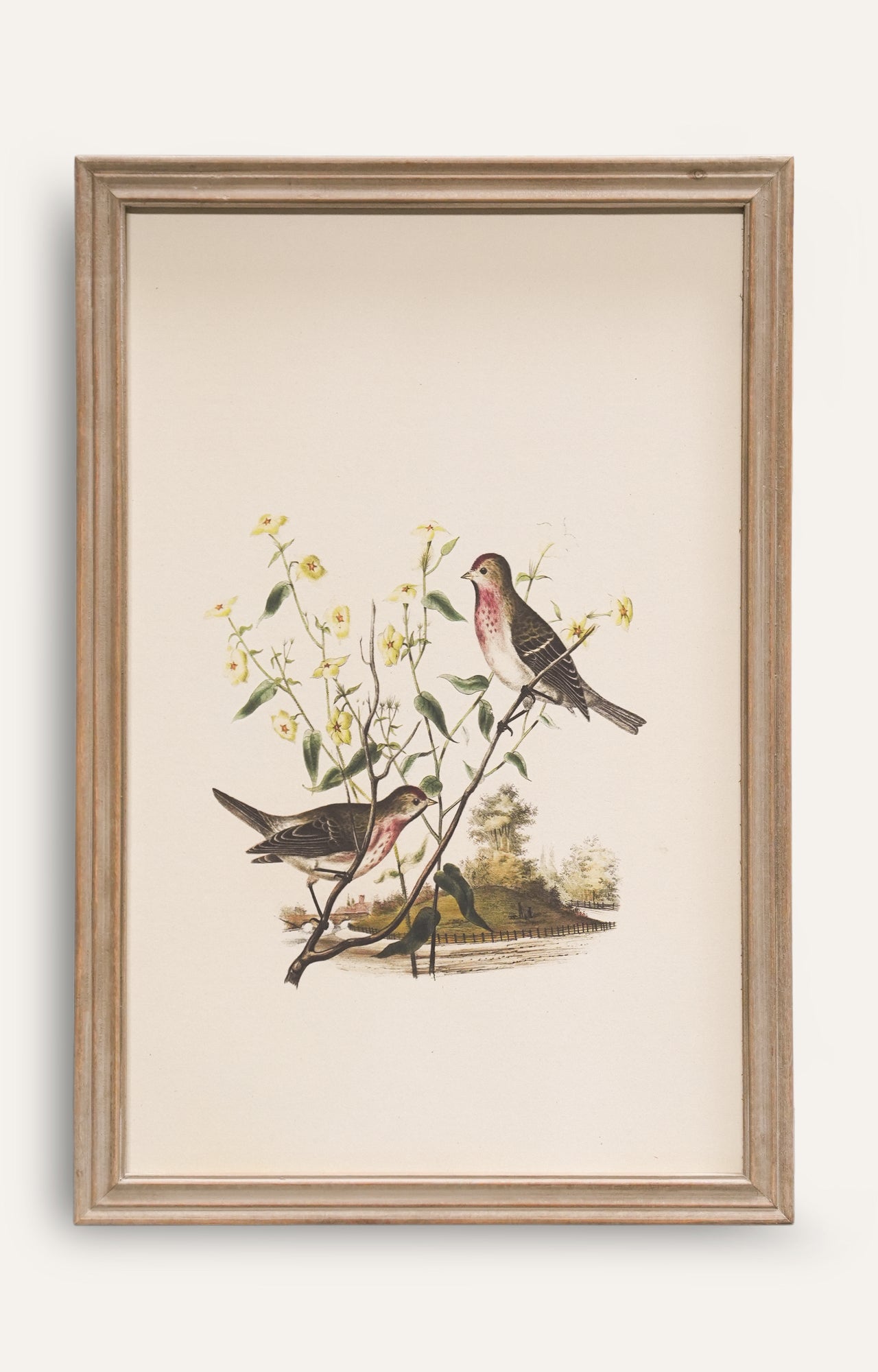Classic Songbird Wall Art - Set Of 4