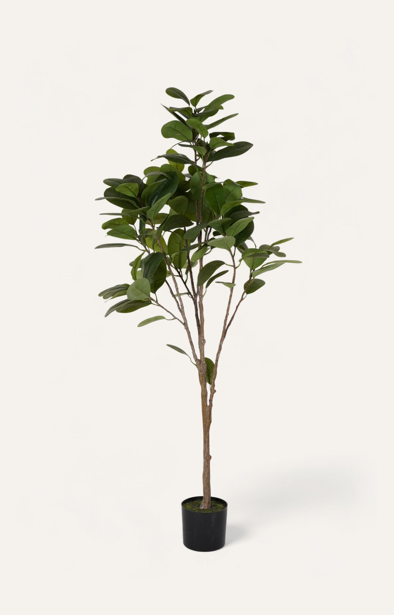 Artificial Green Ficus Tree - 6 Feet