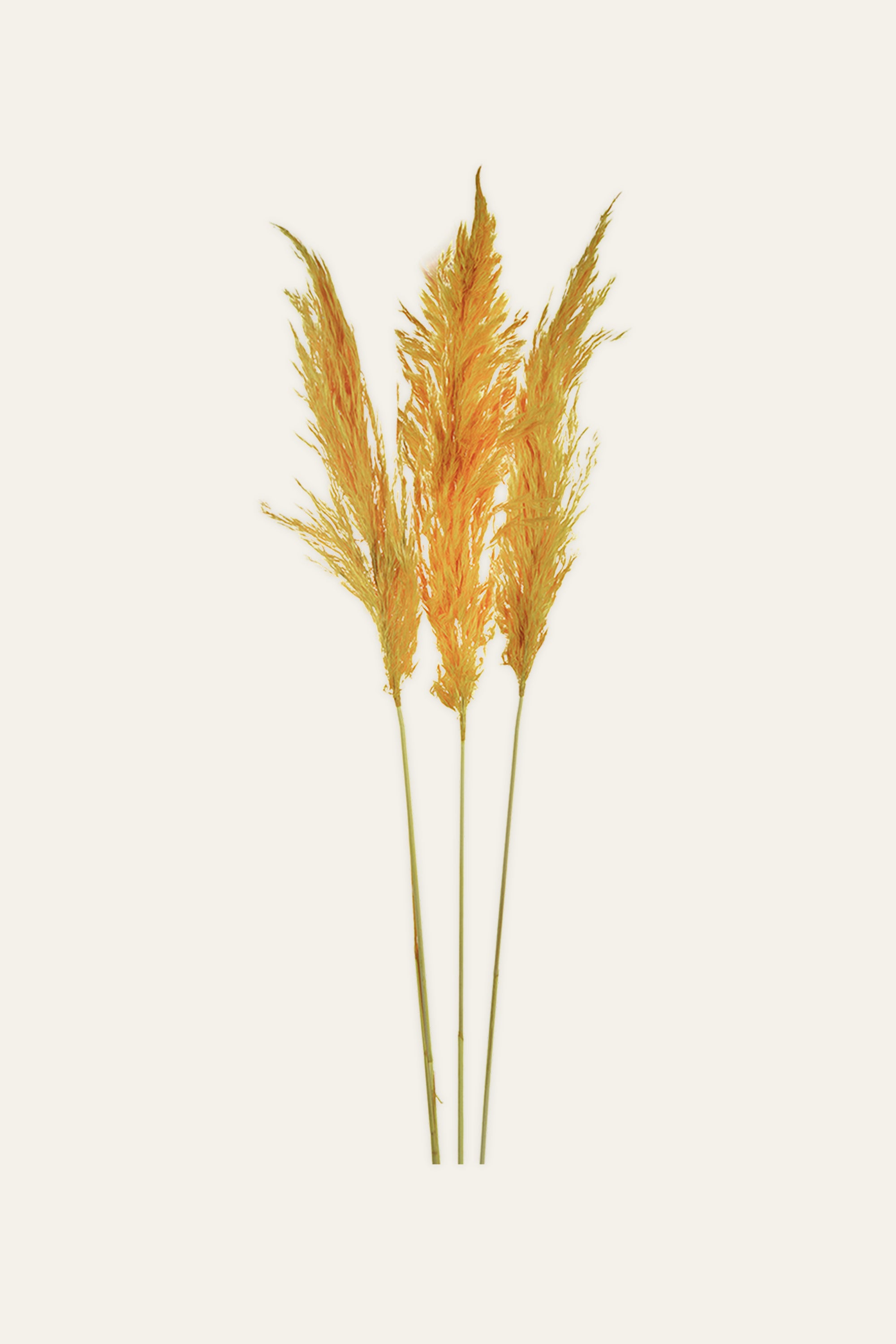 Orange Pampas Grass Stems – Set of 3 Decorative Plumes