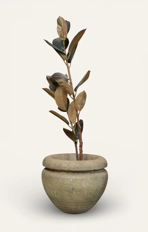 Ficus Elastica Burgundy in Textured Stoneware Pot