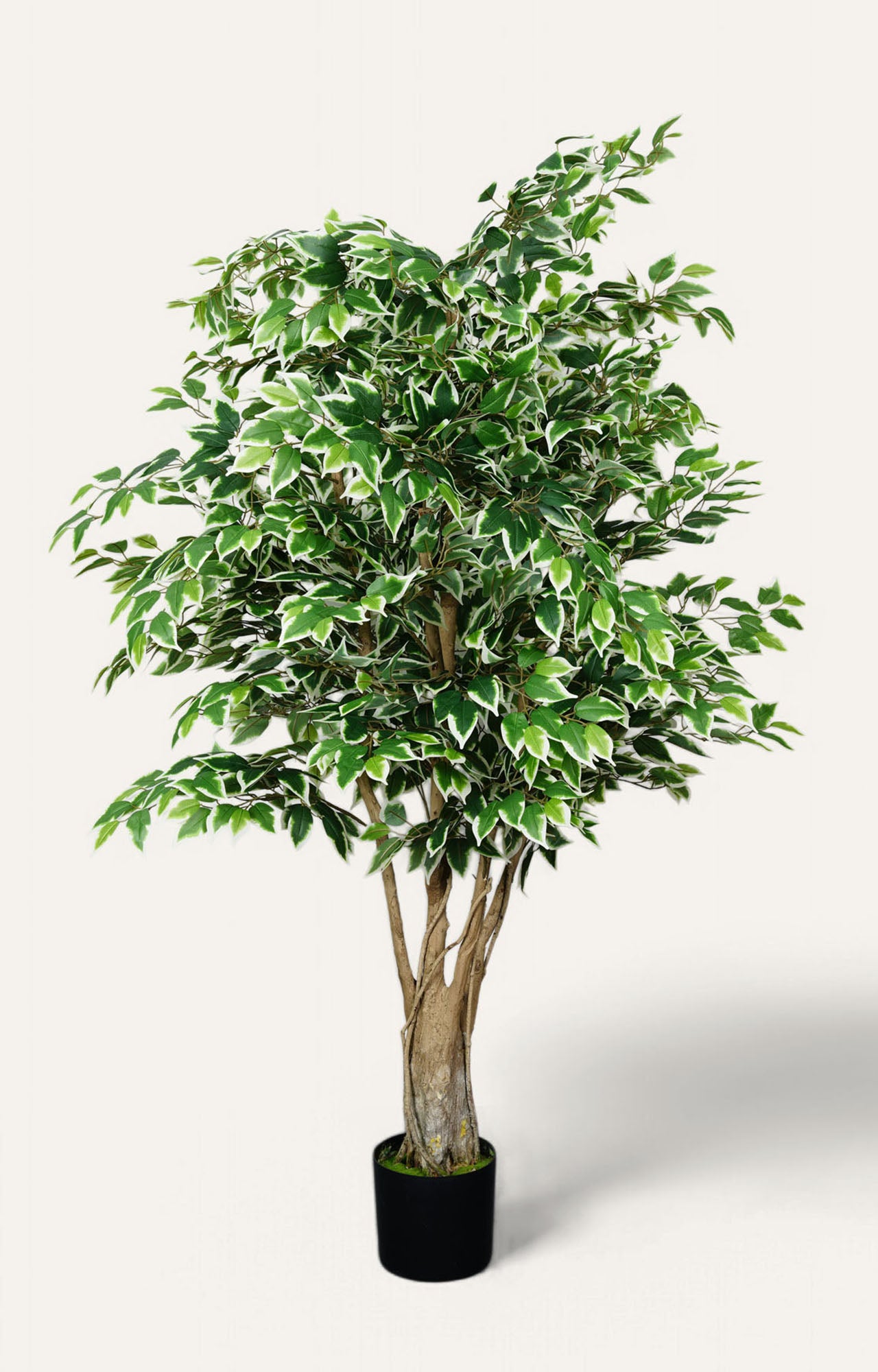 Artificial Variegated Ficus Tree – 6.5 Feet