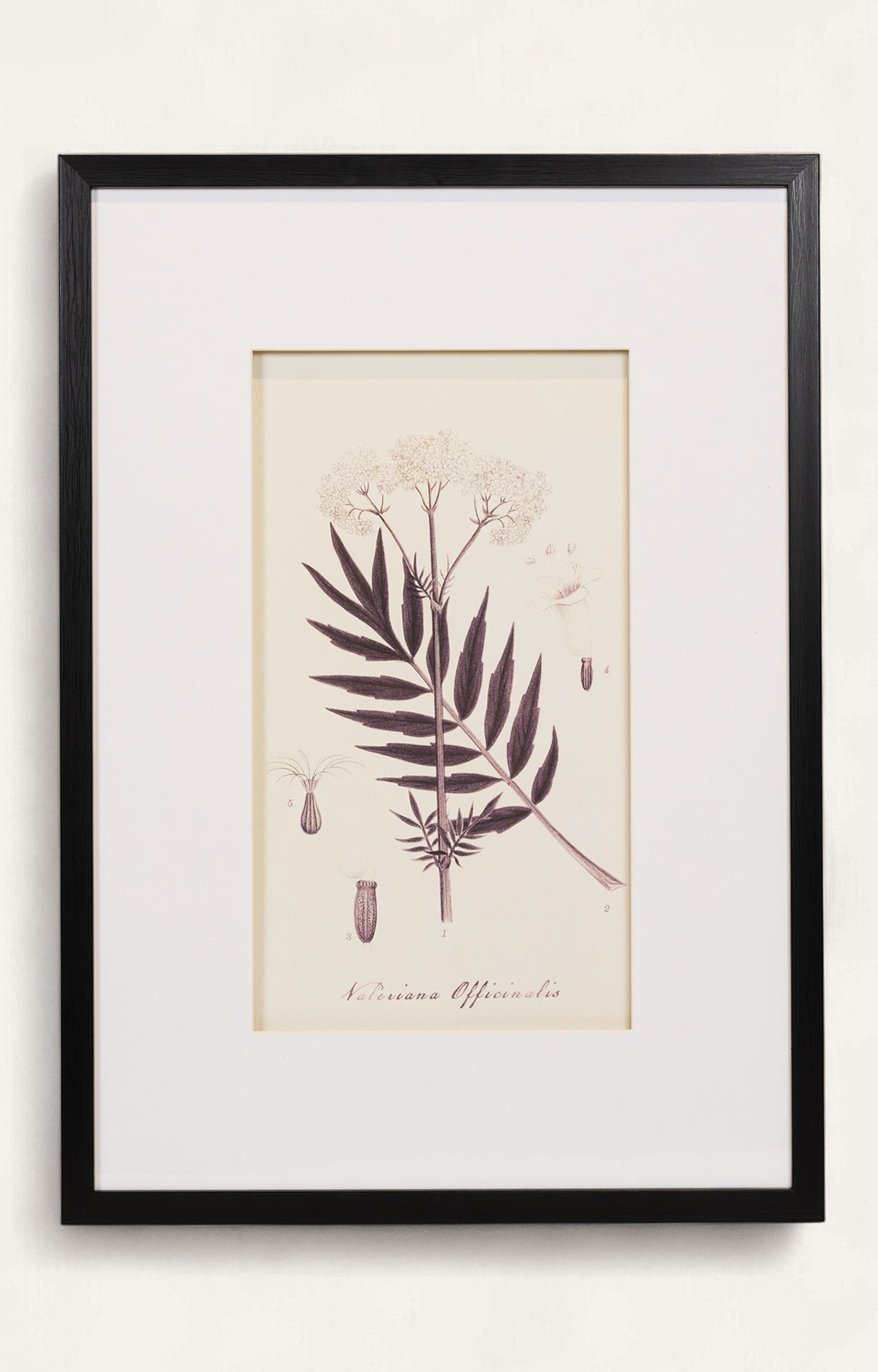 Monochrome Style Botanical Print - Set Of 4