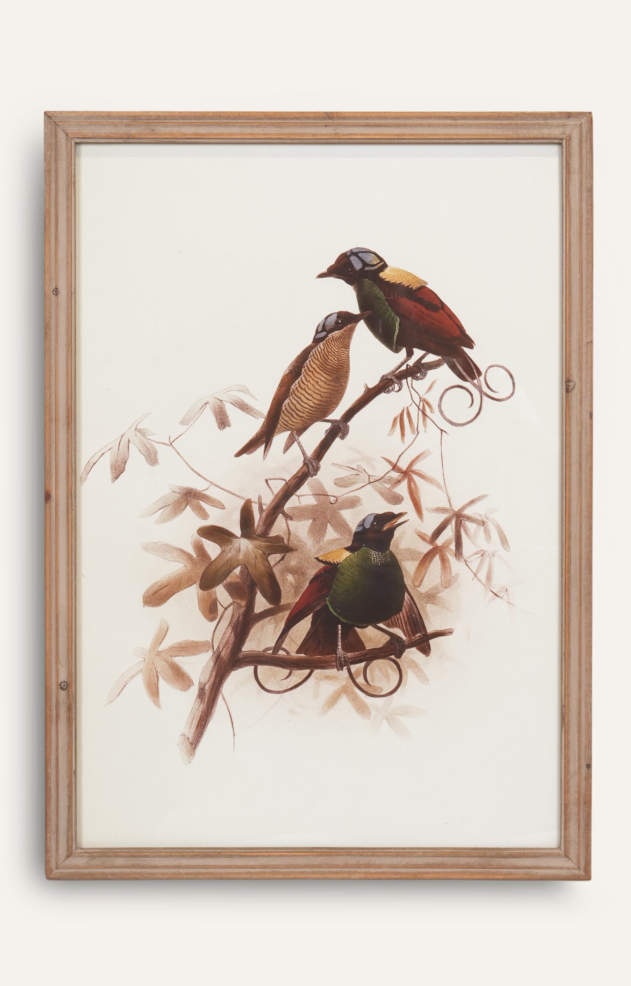 Bird Illustration Wall Art - Set Of 2