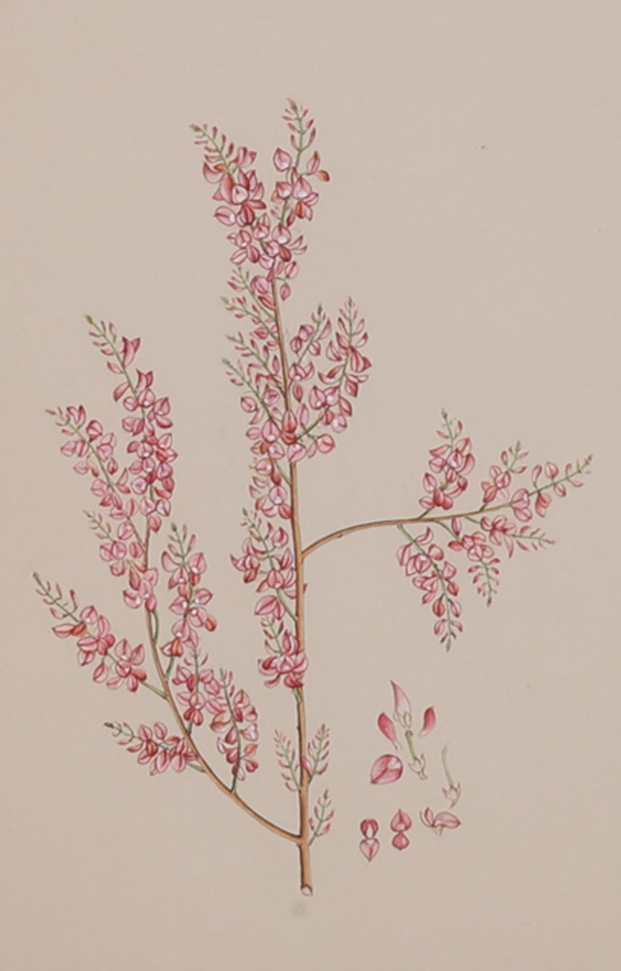 Watercolor Blossom Japanese