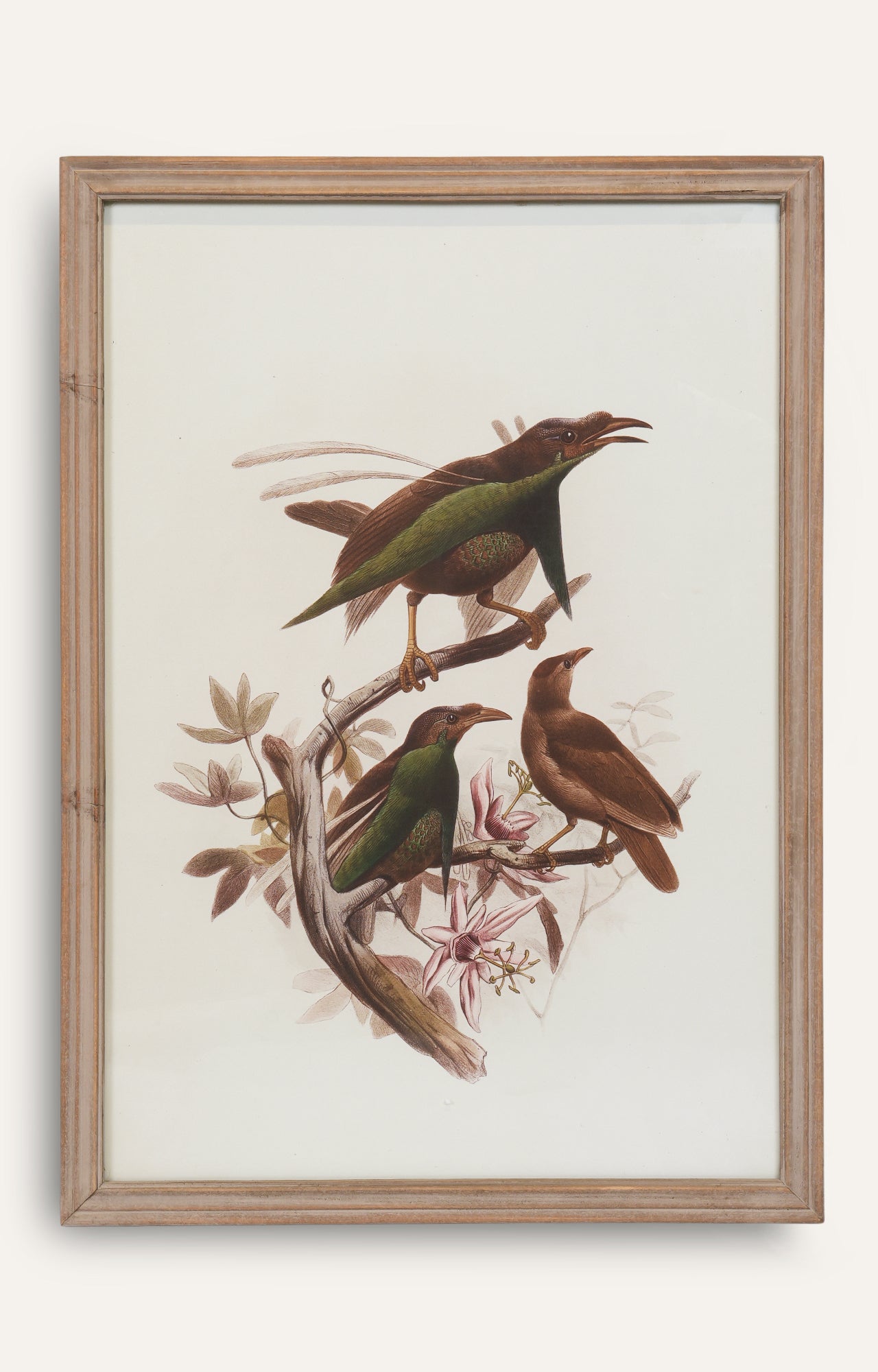 Bird Illustration Wall Art - Set Of 2