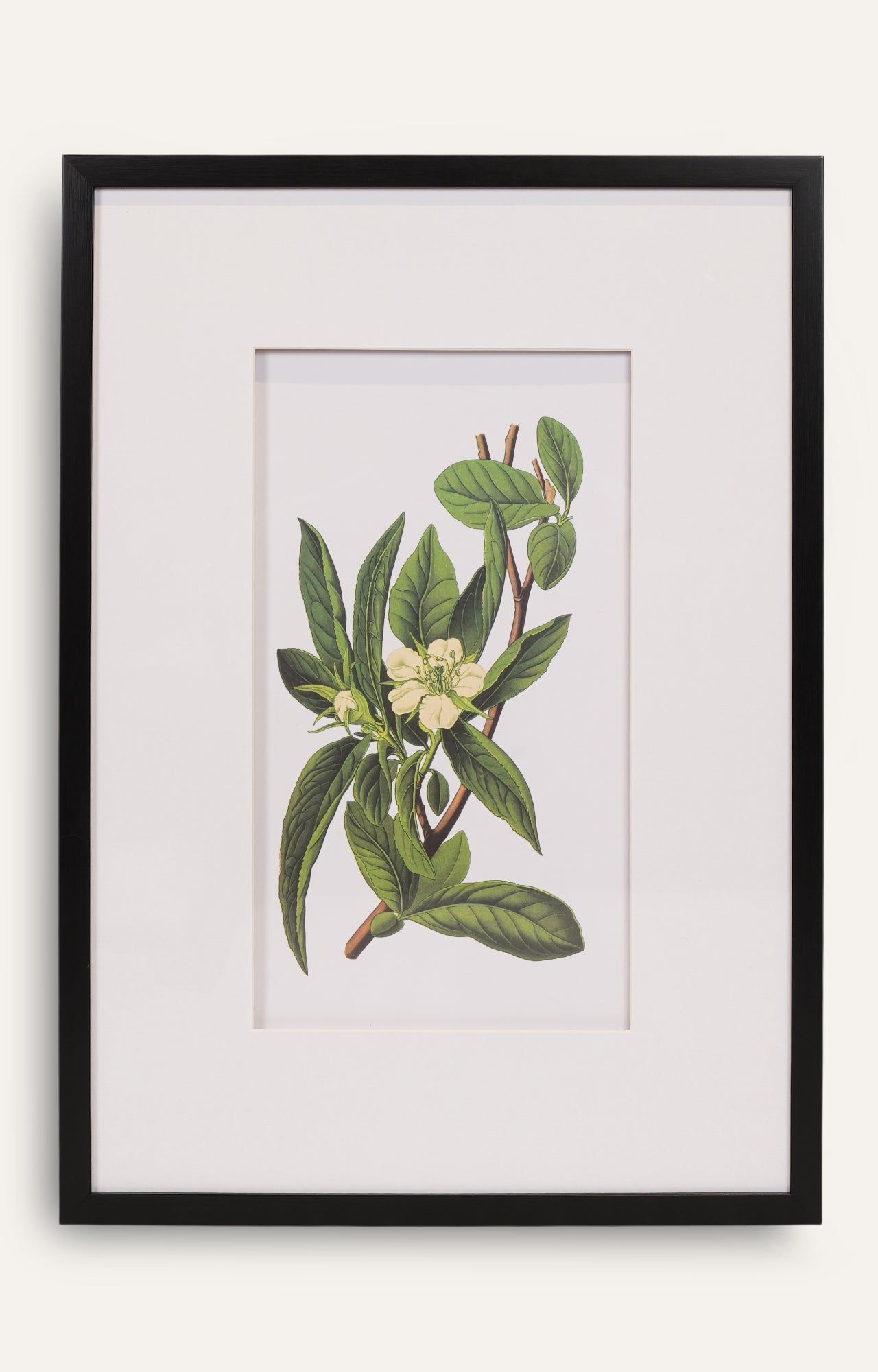 Botanical Wall Art - Set Of 4