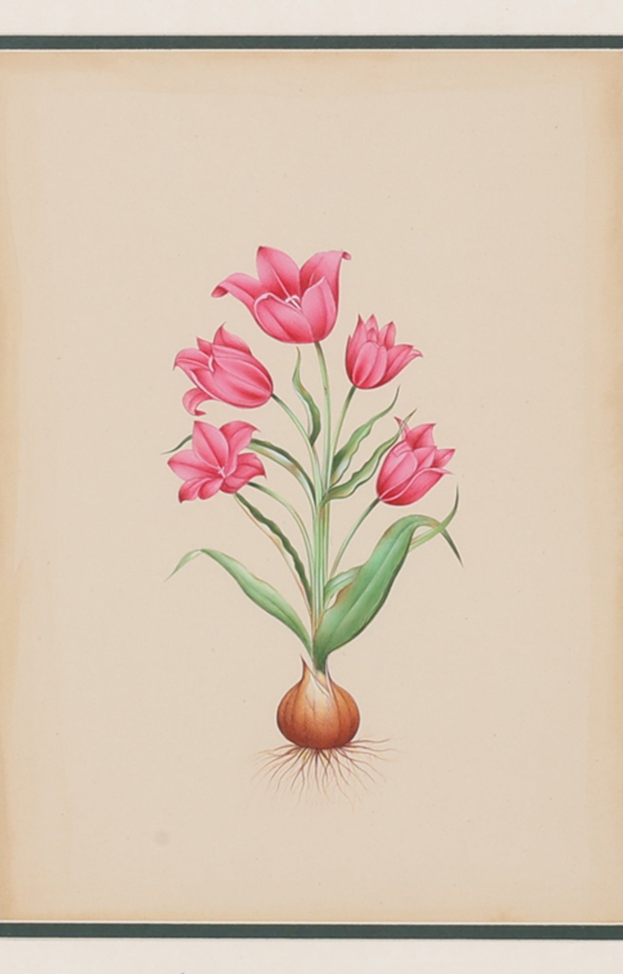 German Tulip by Basilius Besler - Miniature Painting