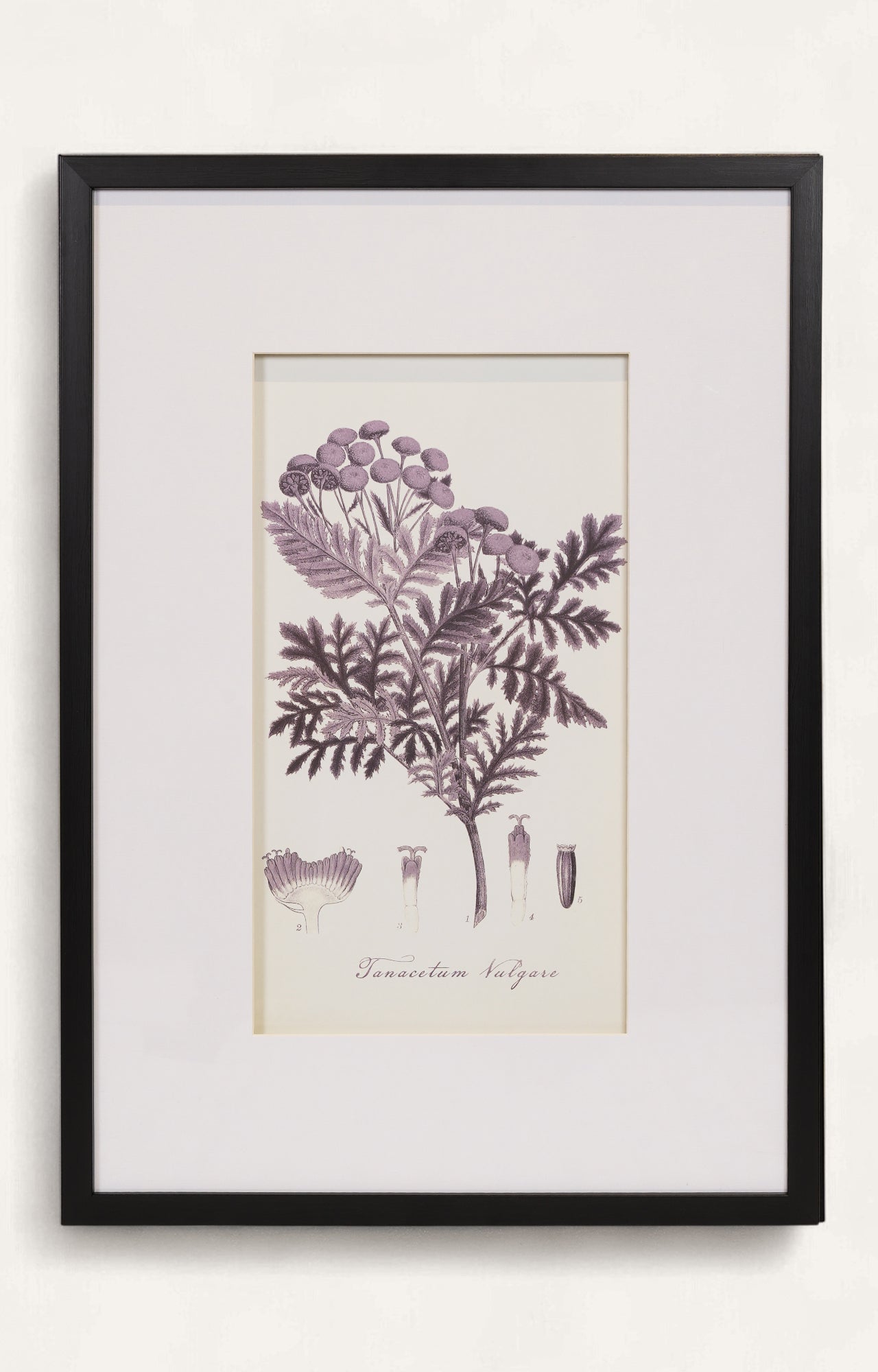 Monochrome Style Botanical Print - Set Of 4