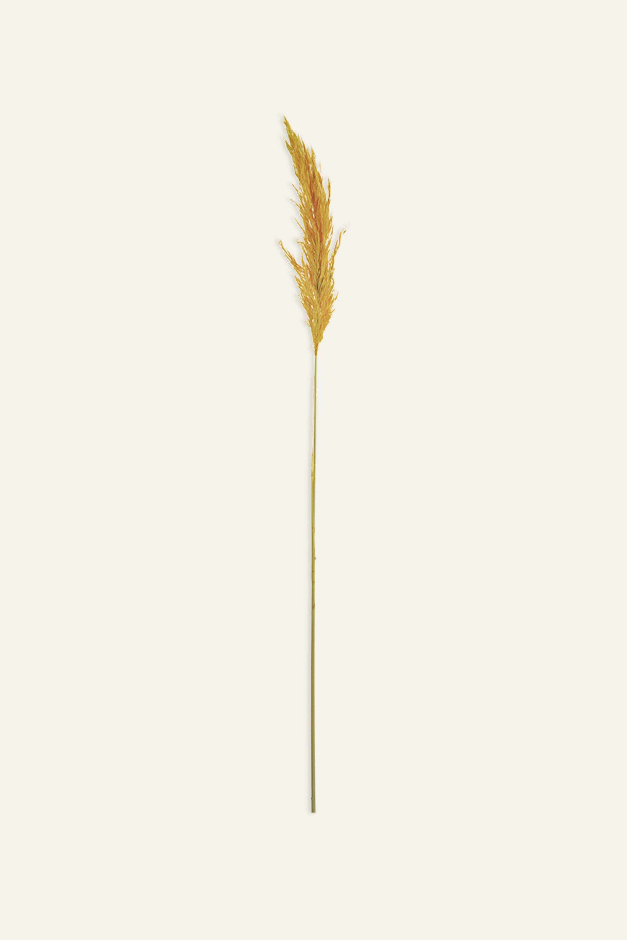 Orange Pampas Grass Stems – Set of 3 Decorative Plumes