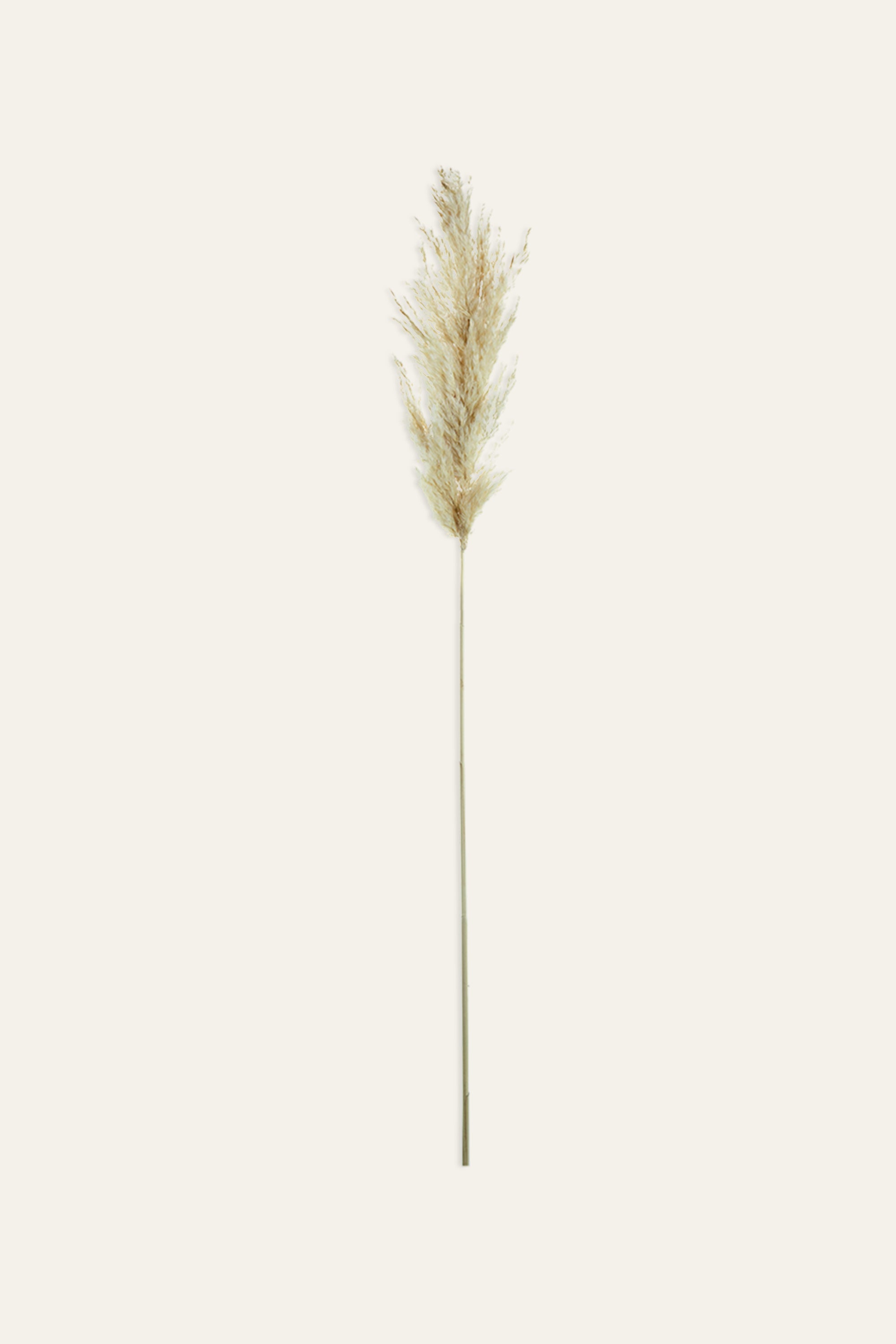 Dried Pampas Grass Stems – Set of 3 Decorative Plumes