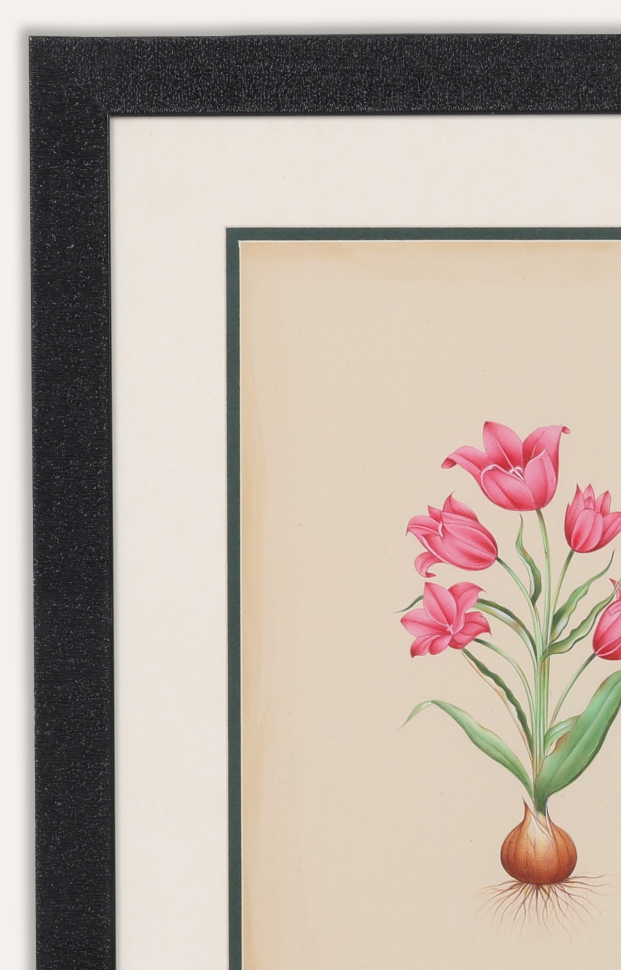 German Tulip by Basilius Besler - Miniature Painting