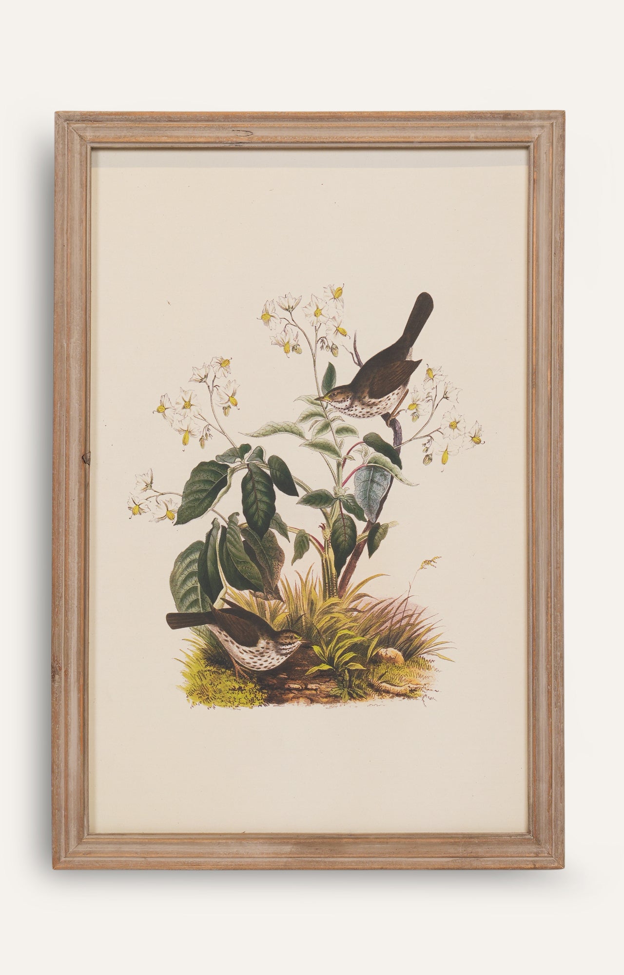 Classic Songbird Wall Art - Set Of 4