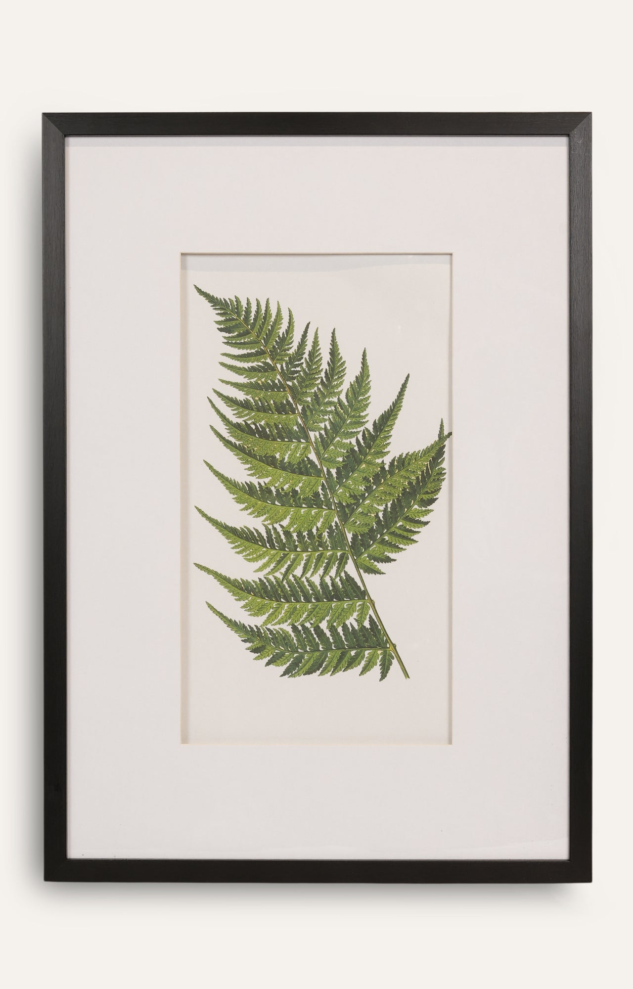 Botanical Fern Study – Set of 4