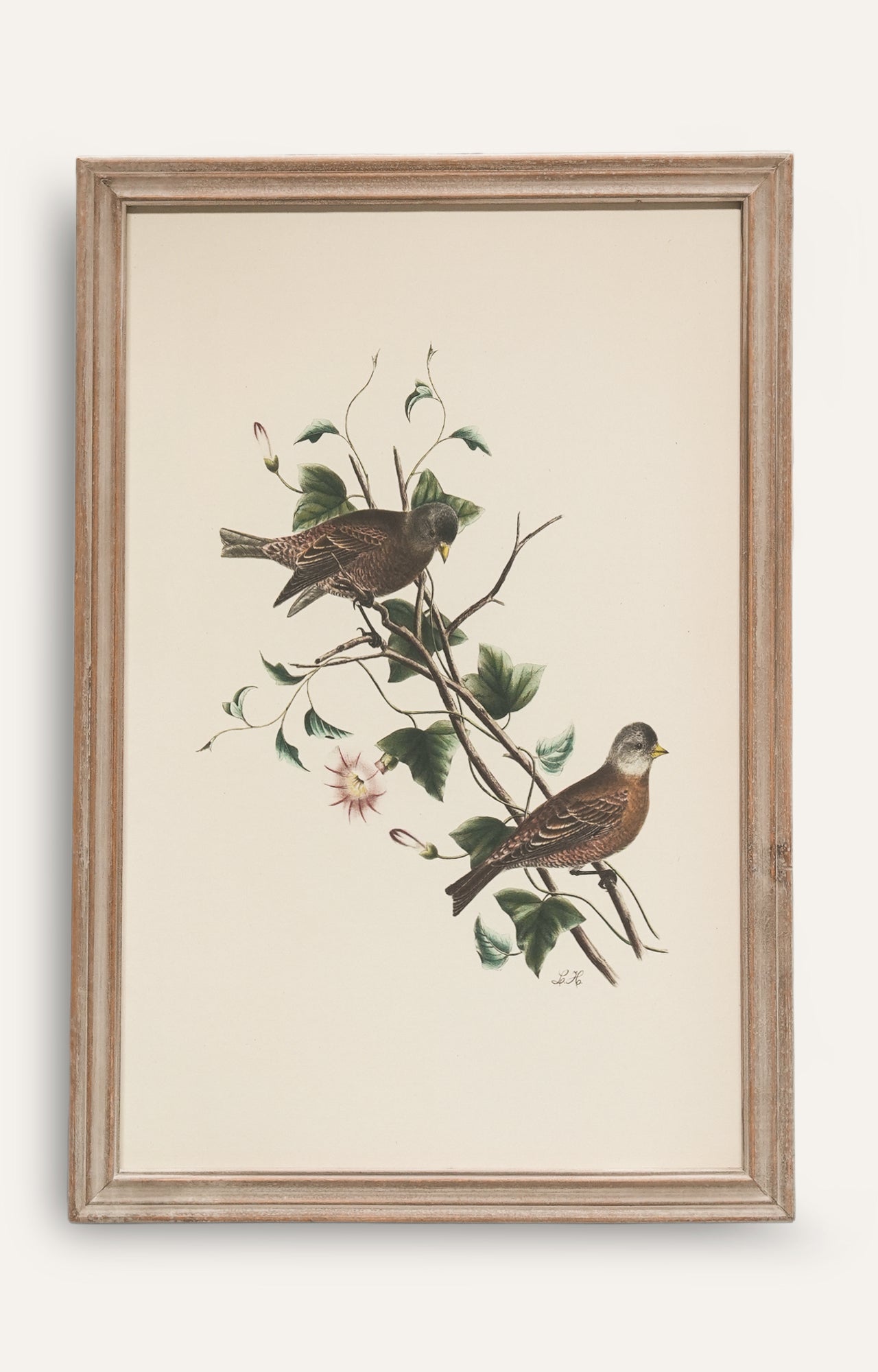 Classic Songbird Wall Art - Set Of 4