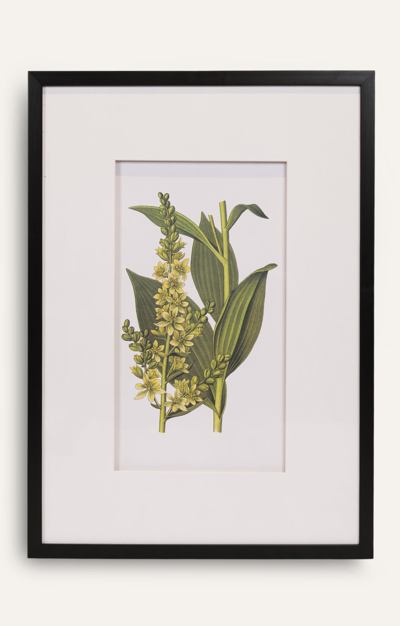 Botanical Wall Art - Set Of 4