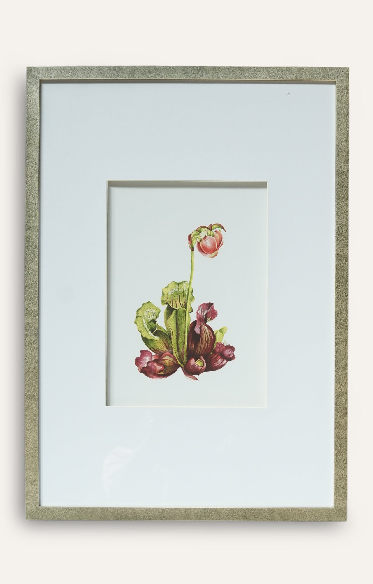 Pitcher Plant Botanical Prints - Set Of 4