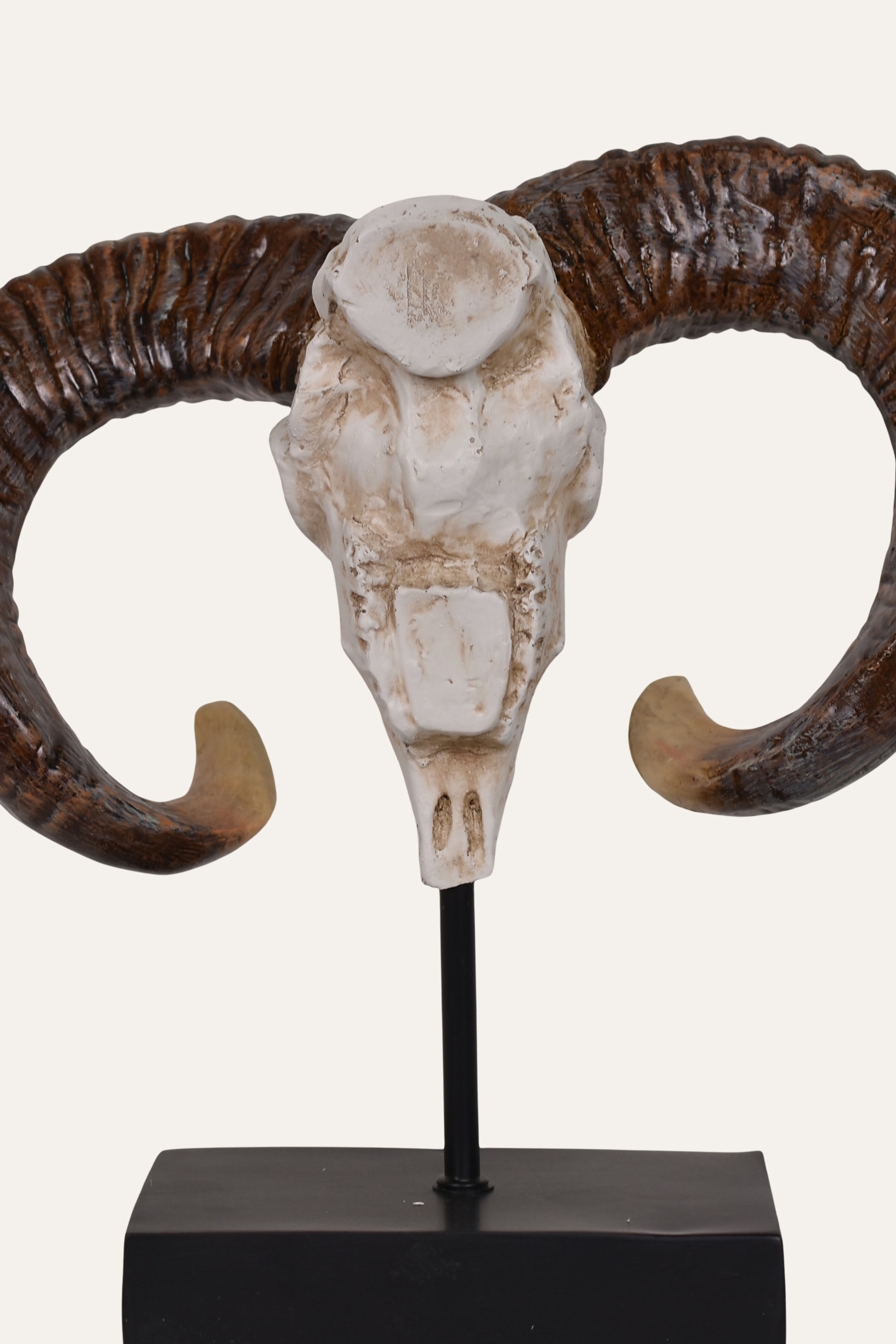 Skull of a ram with large curved horns