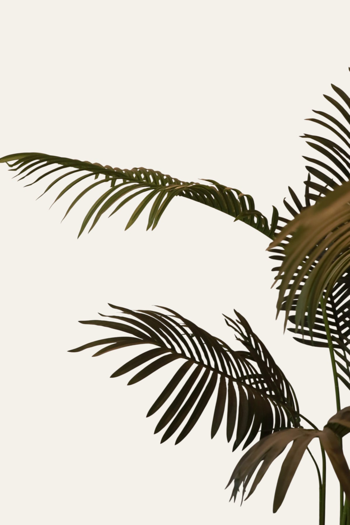 Areca Palm Indoor Plant