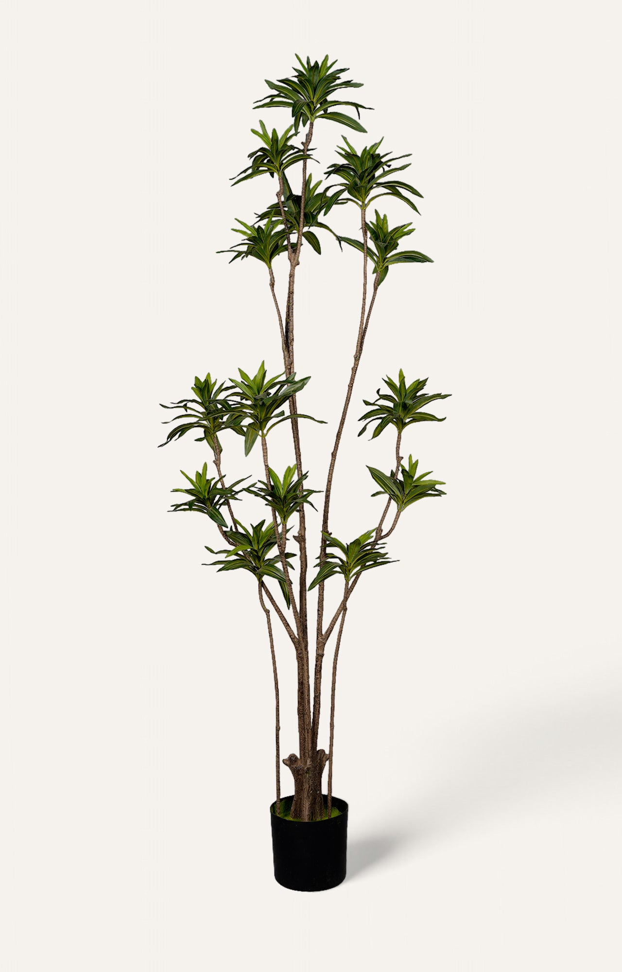 Artificial Ming Aralia Plant