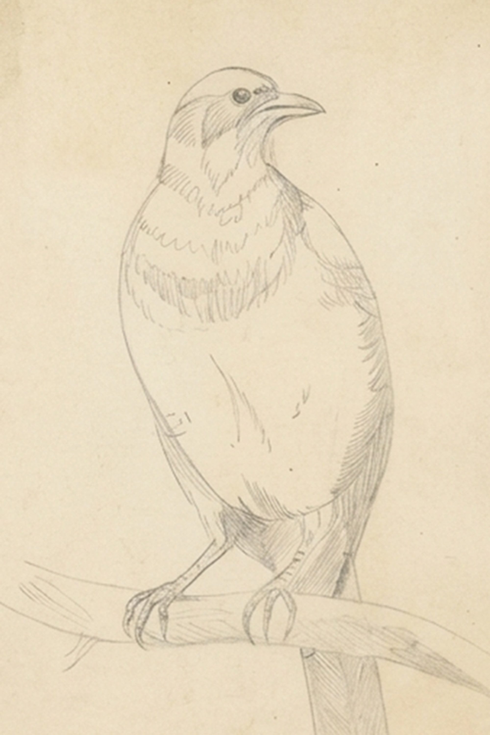 Bird Sketch Artwork