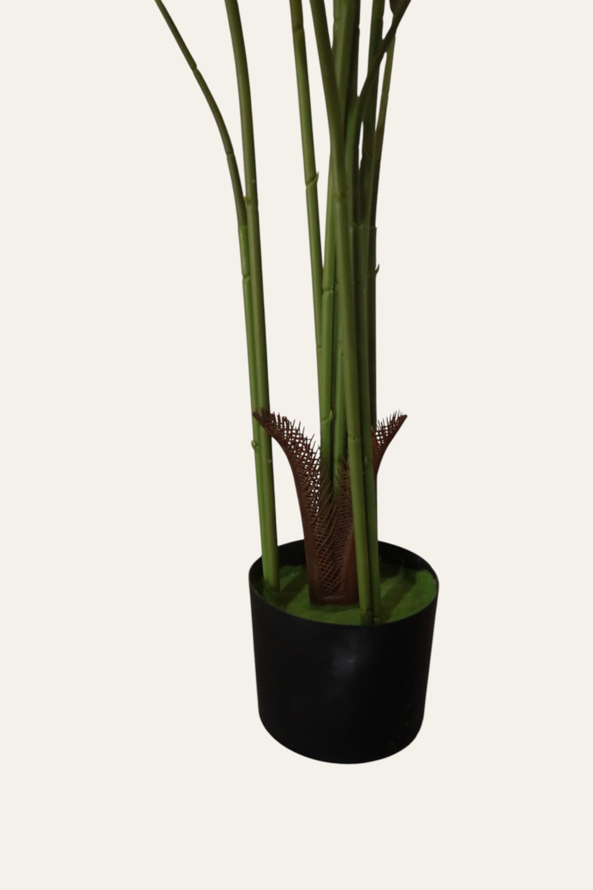 Decorative Areca Palm