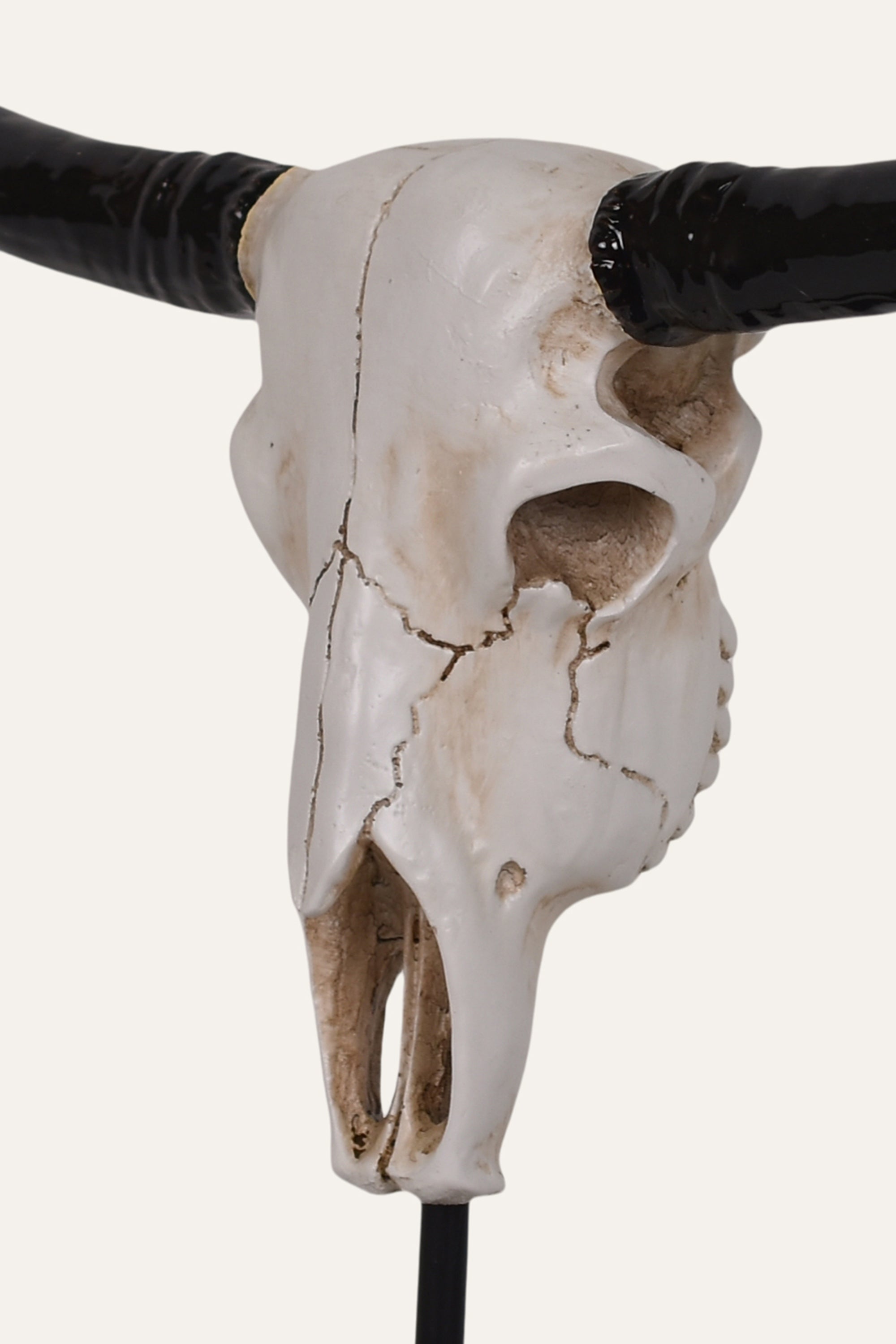 Decorative Longhorn Skull