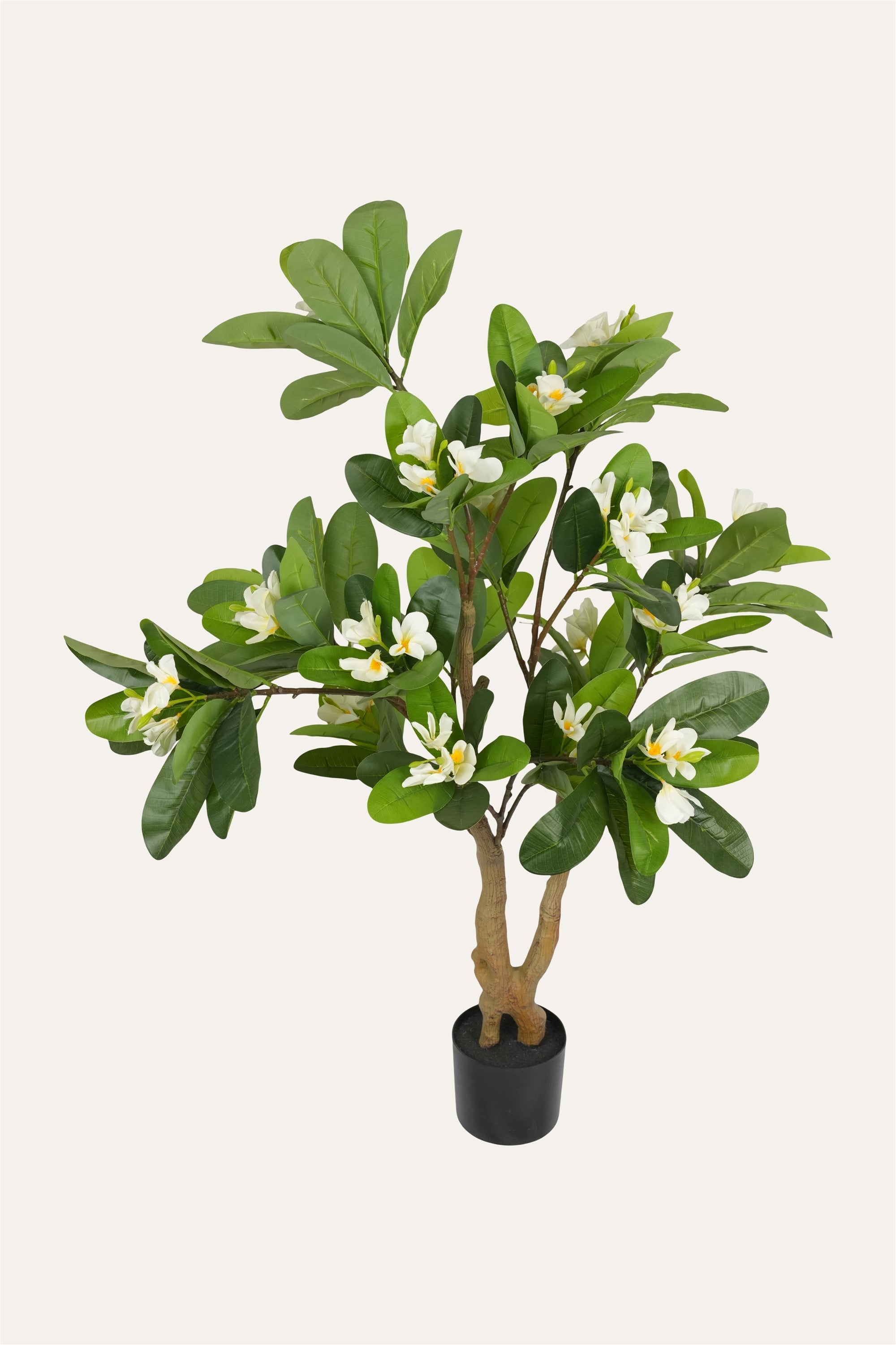 Decorative indoor Champa tree