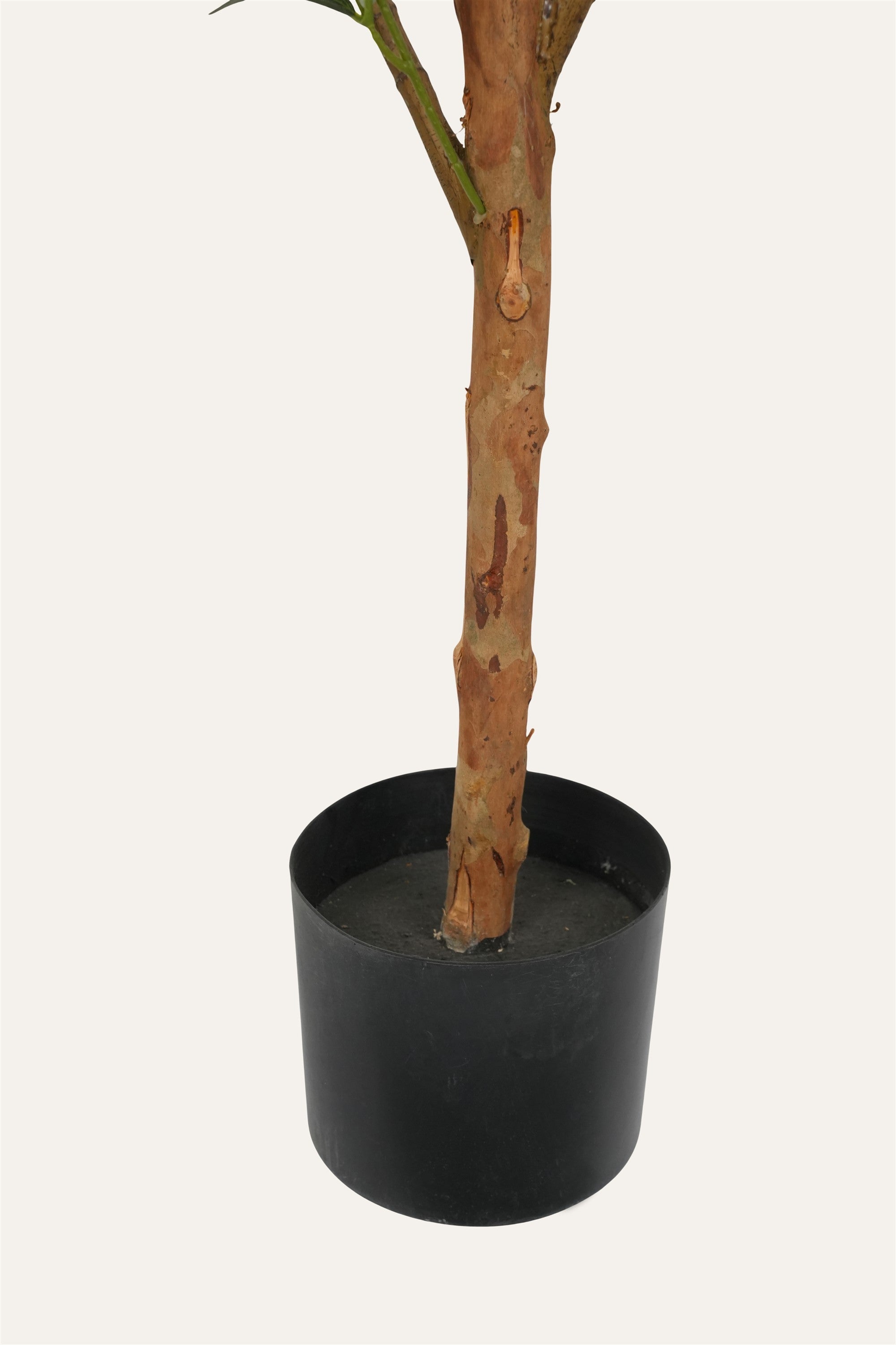 Decorative indoor olive plant
