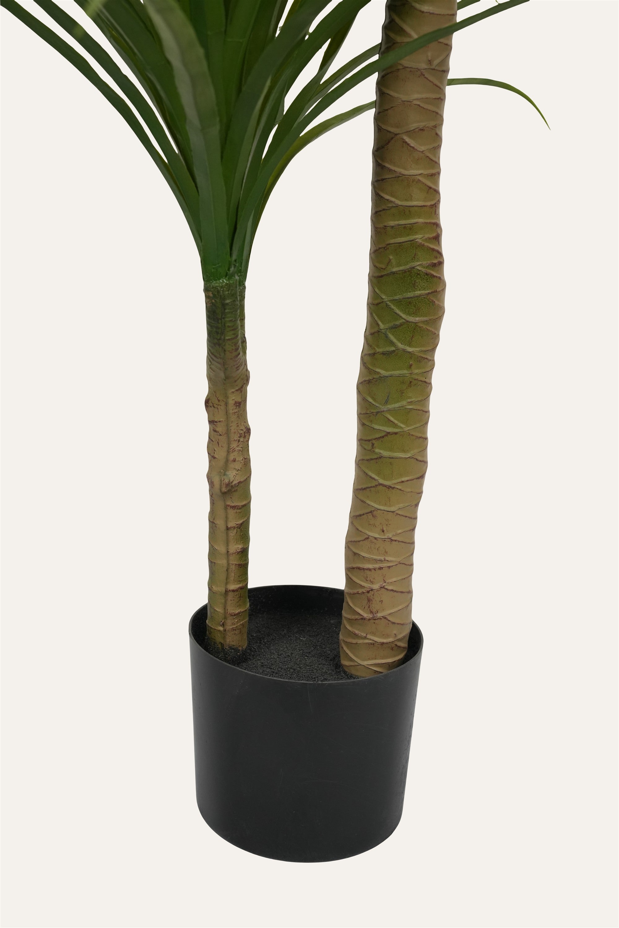 Decorative tropical indoor plant