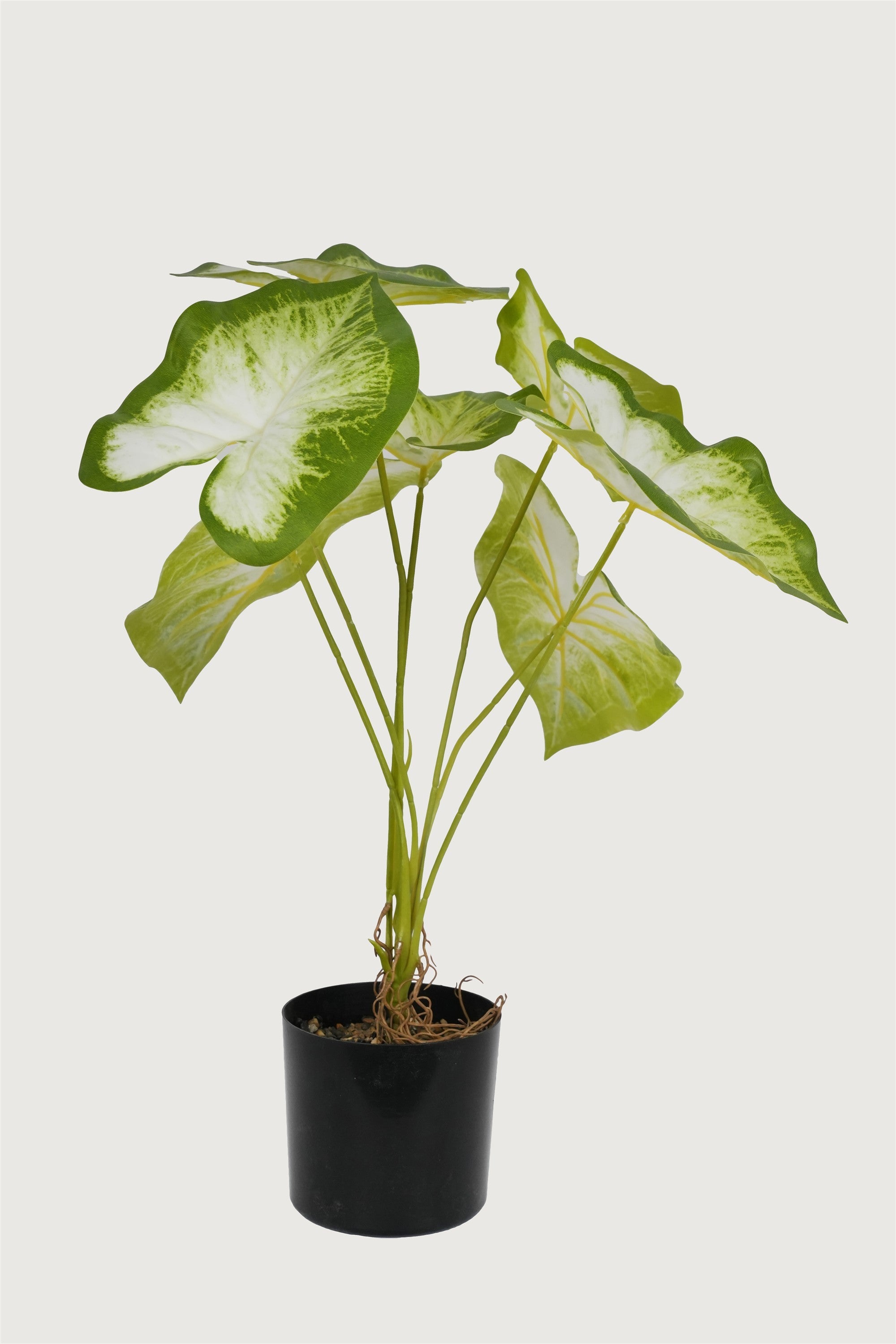 Fusion Furnishing caladium plant décor