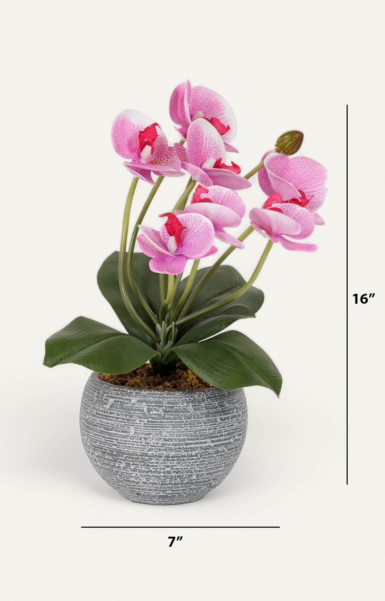 Grey Ceramic Vases with Echeveria Succulents_size1