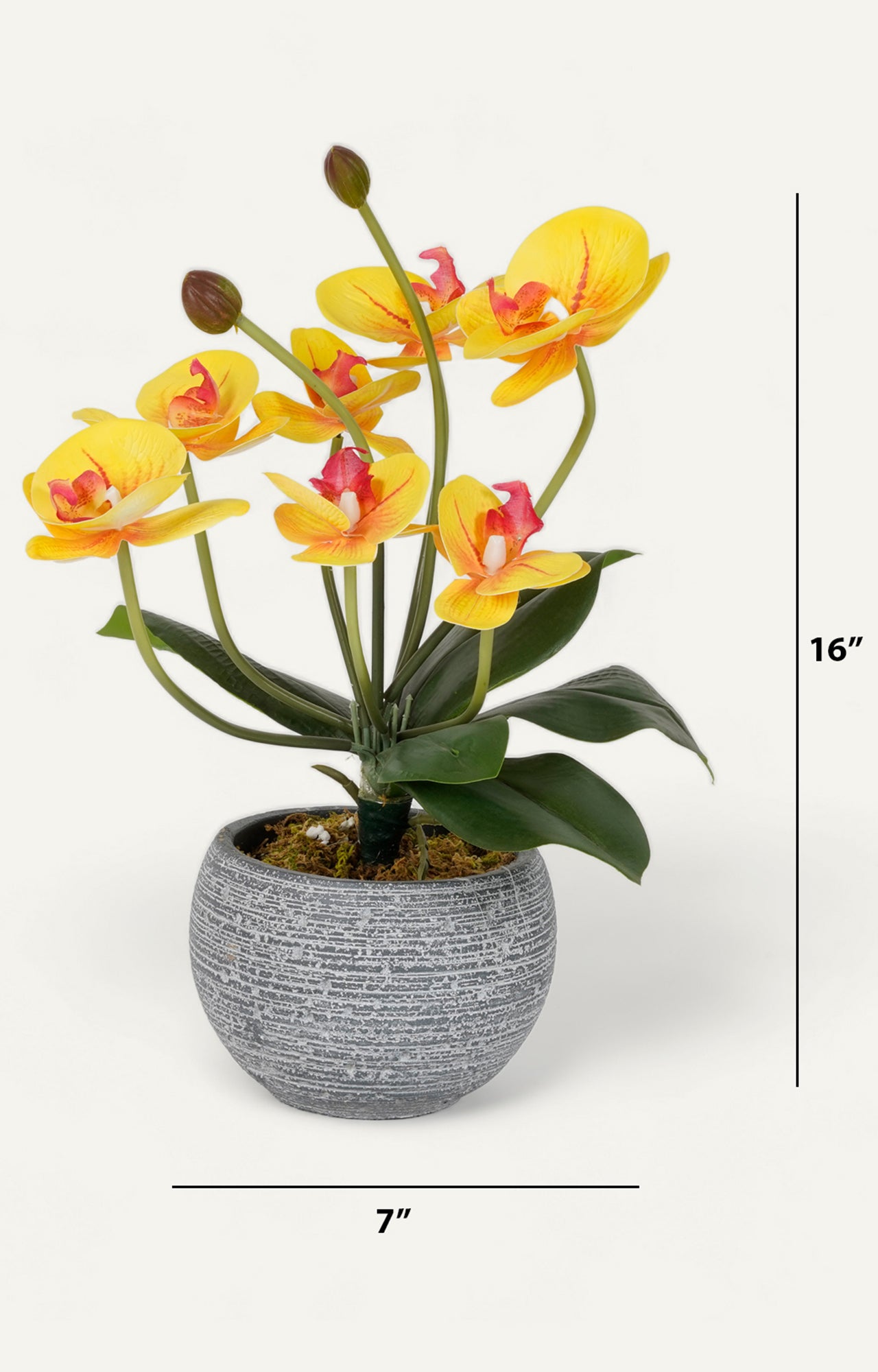 Grey Ceramic Vases with Echeveria Succulents_size2