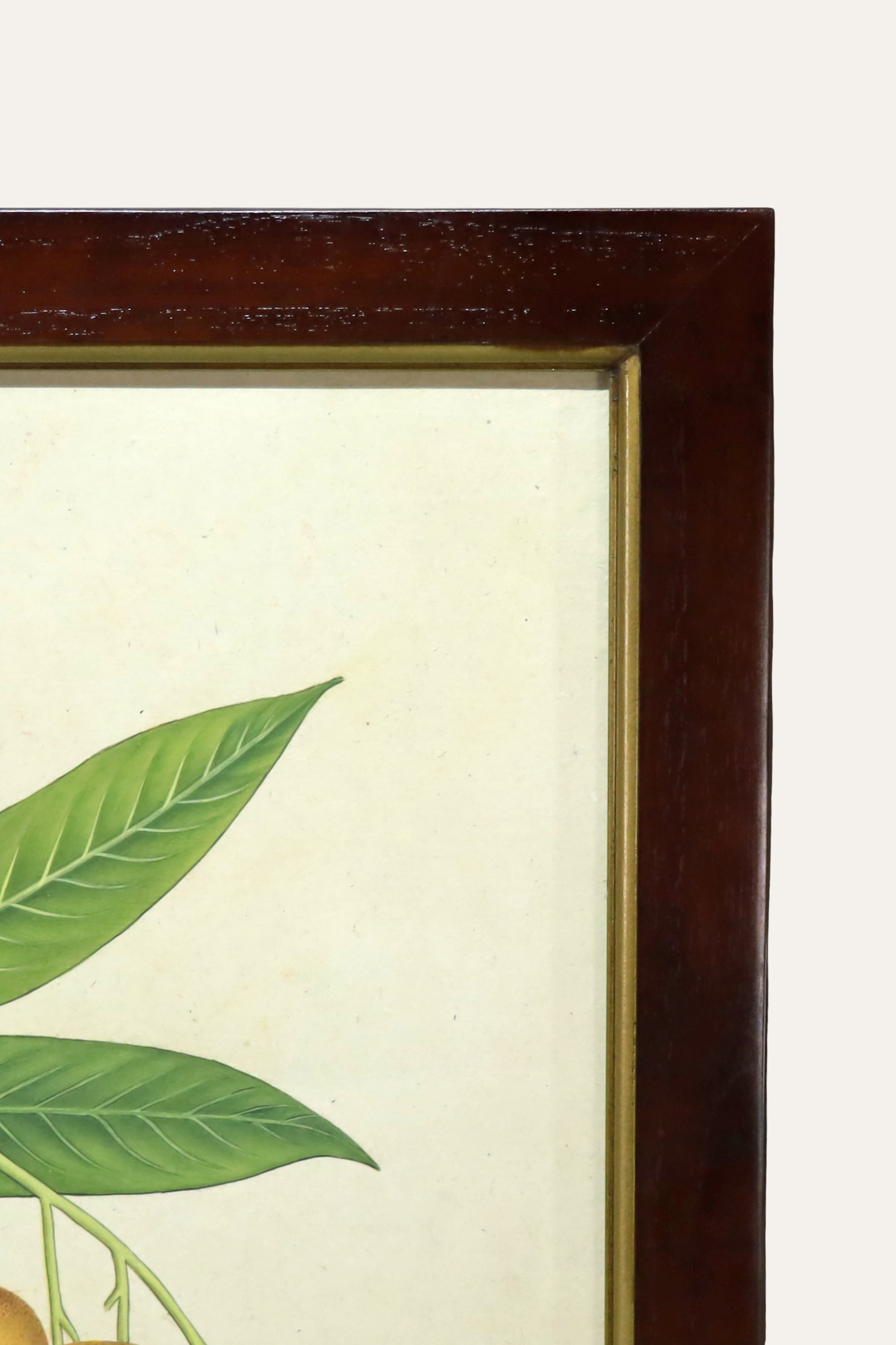 Mango Botanical Illustration for Dining Room & Nature-Inspired Wall Decor