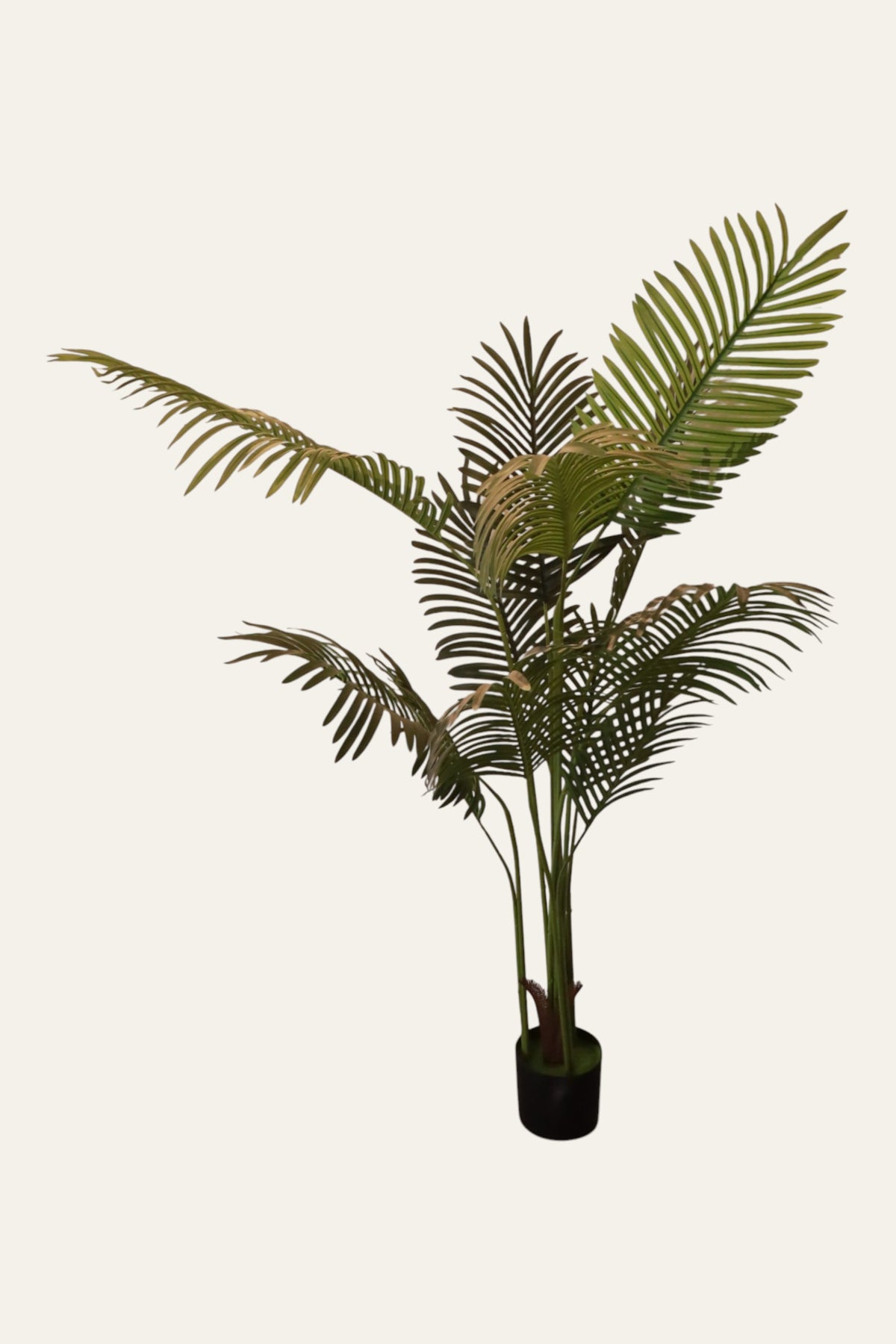 Indoor Areca Palm Plant