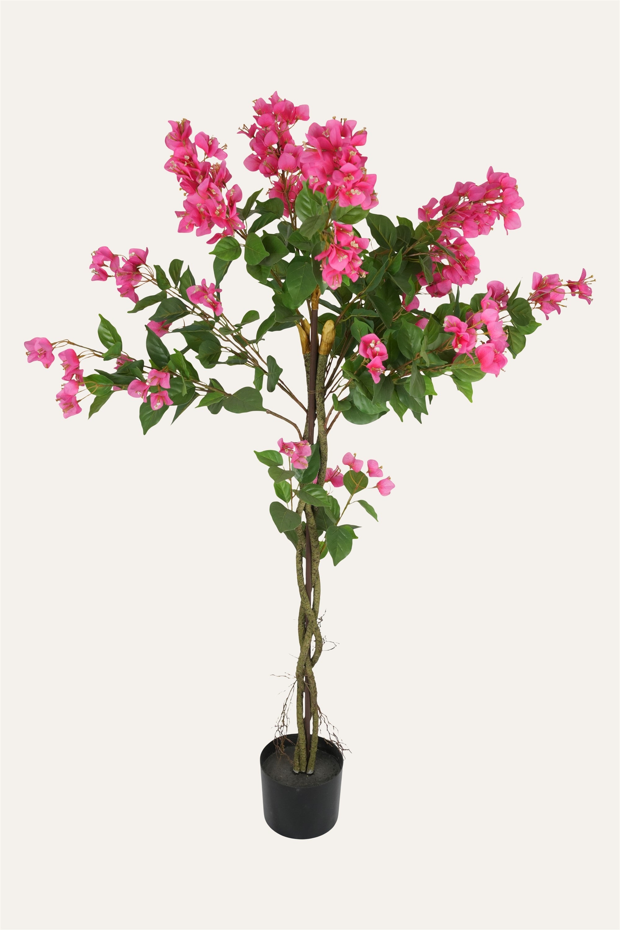 Indoor bougainvillea floral décor