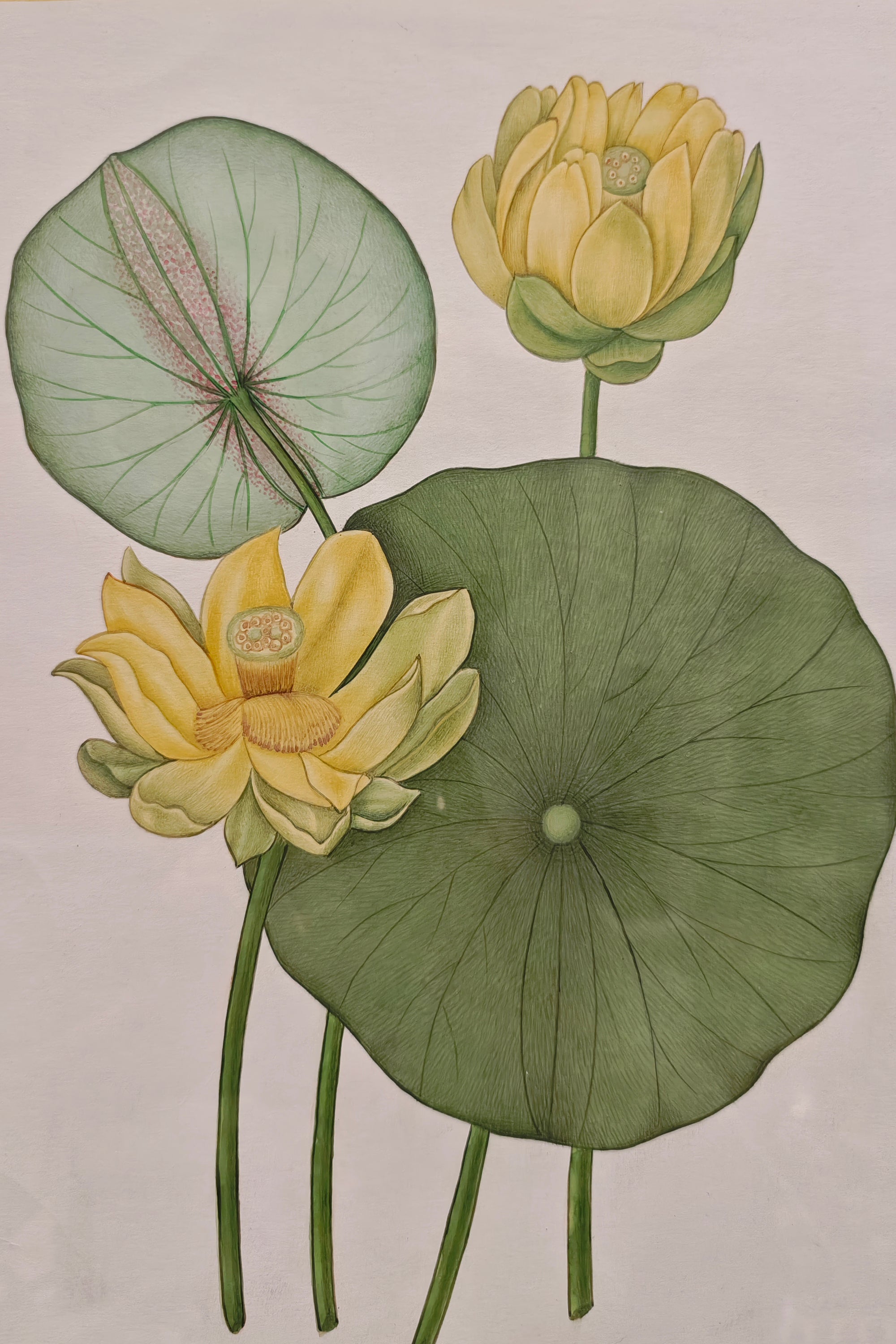 Lotus Botanical Wall Art
