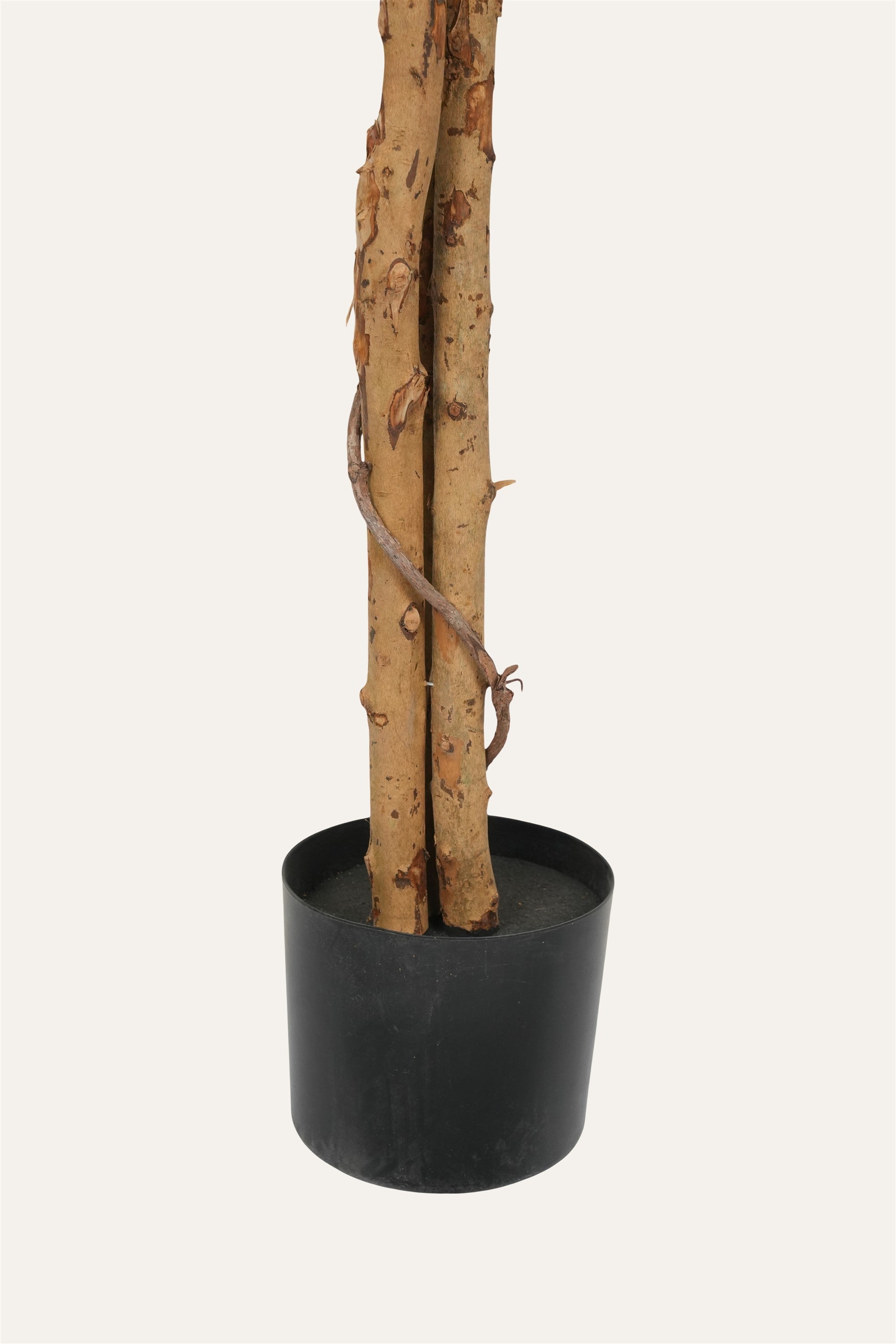 Luxury decorative ficus tree
