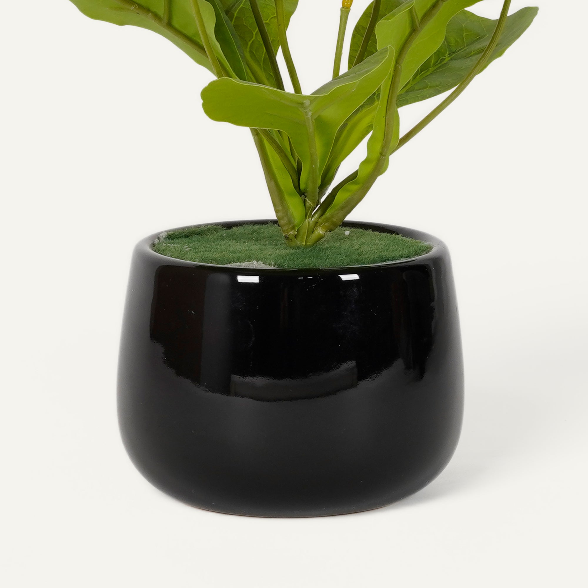 Minimalist Black Ceramic gloss finish Vase with Pampas Grass_2