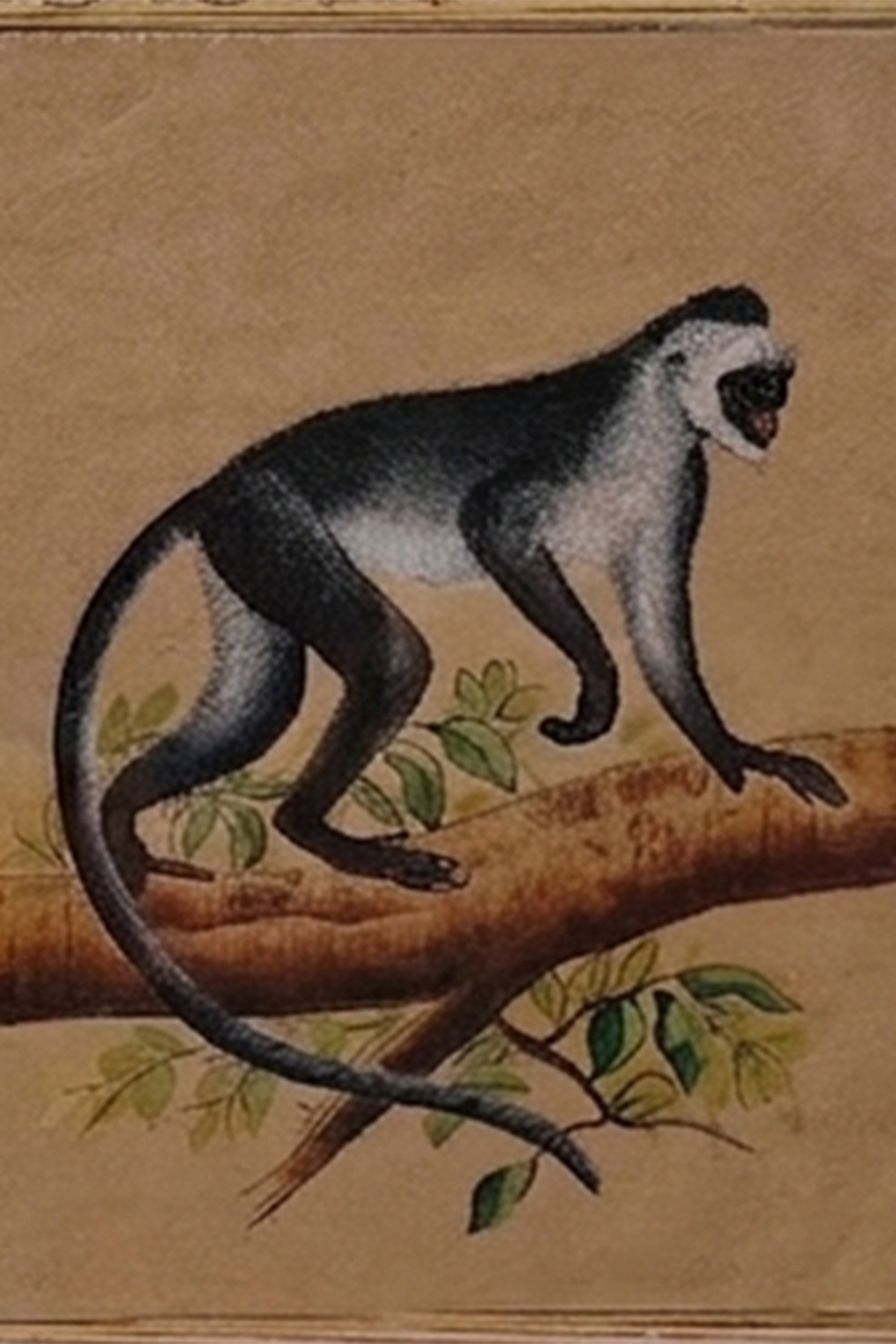 Monkey Wall Art