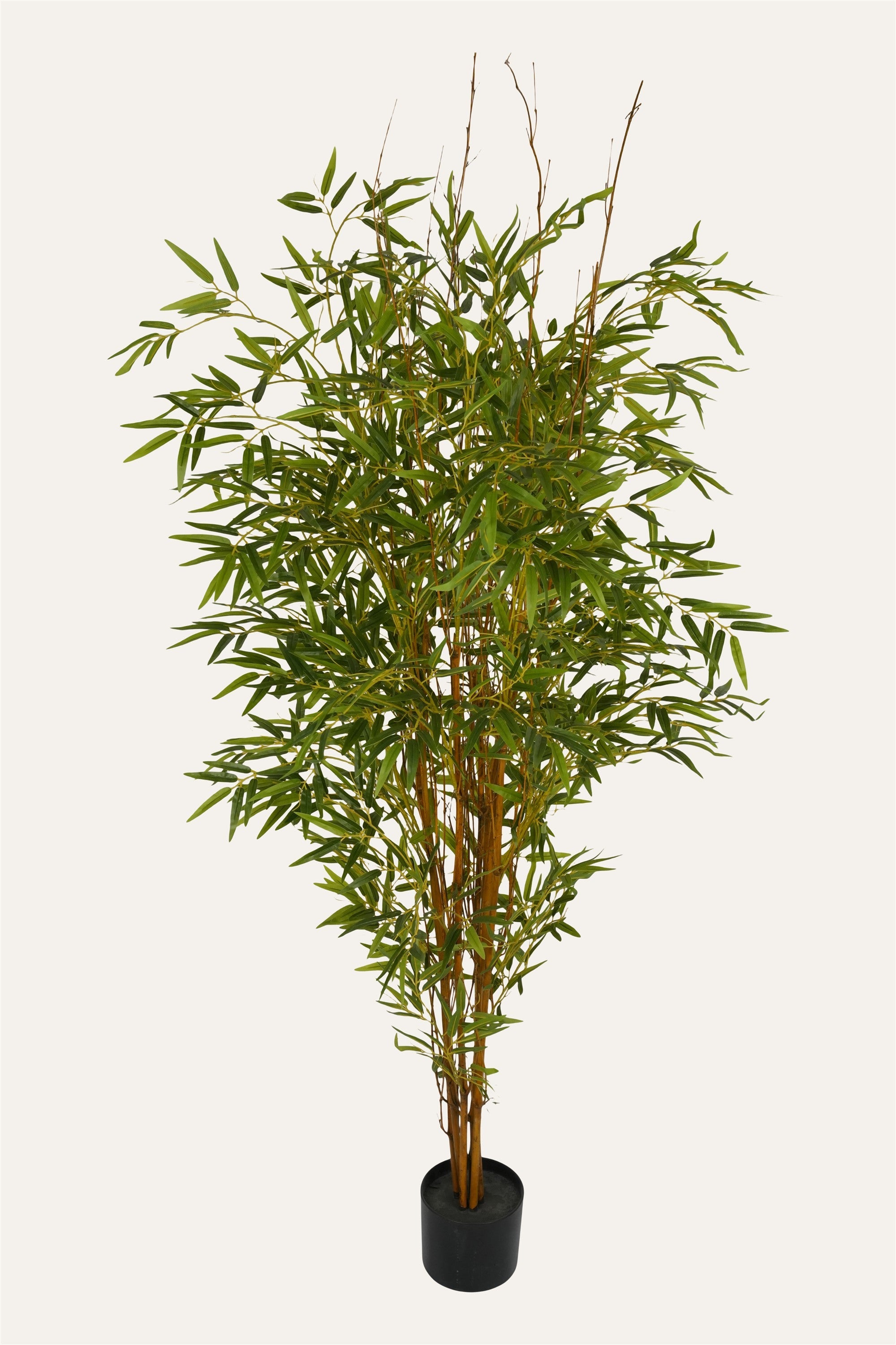 Office décor bamboo plant