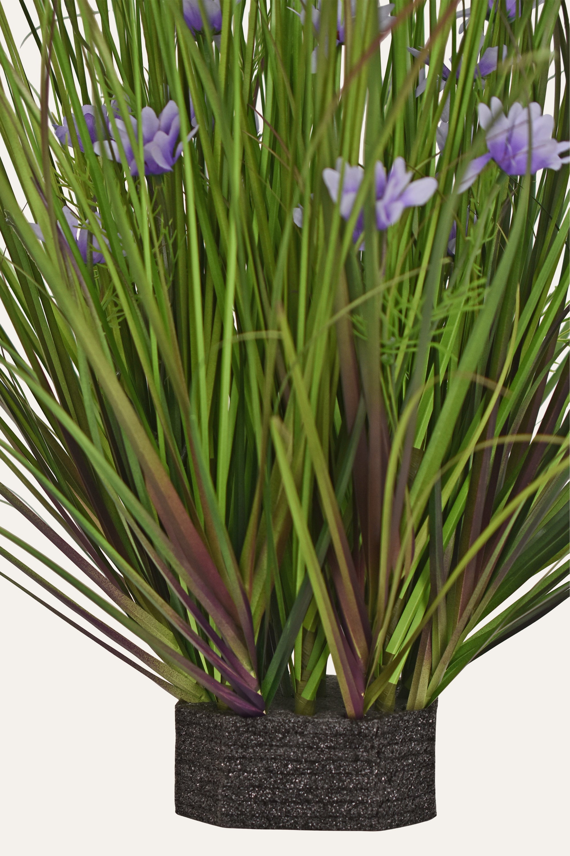 Lavender Plant