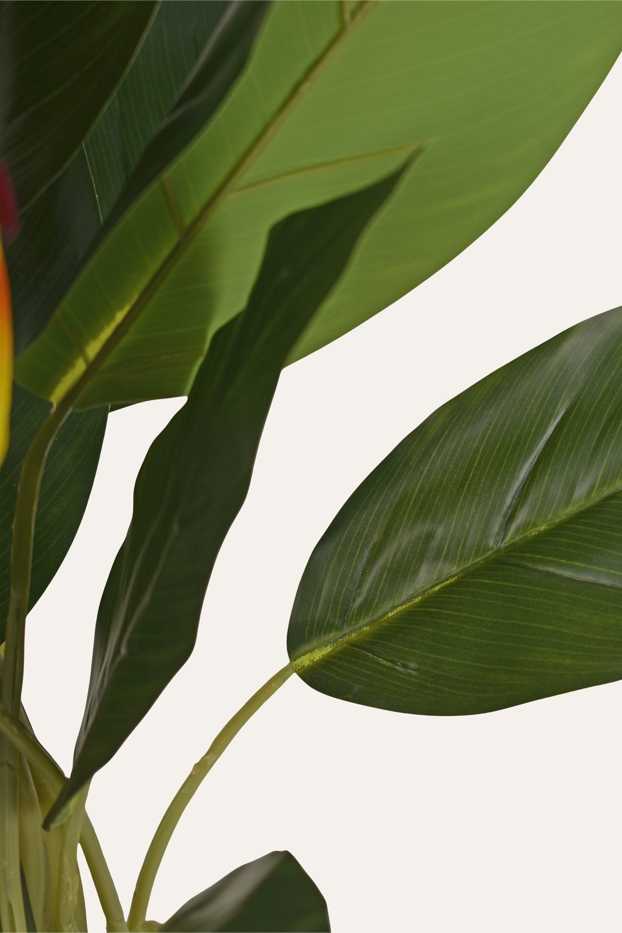 Decorative Bird of Paradise Plant