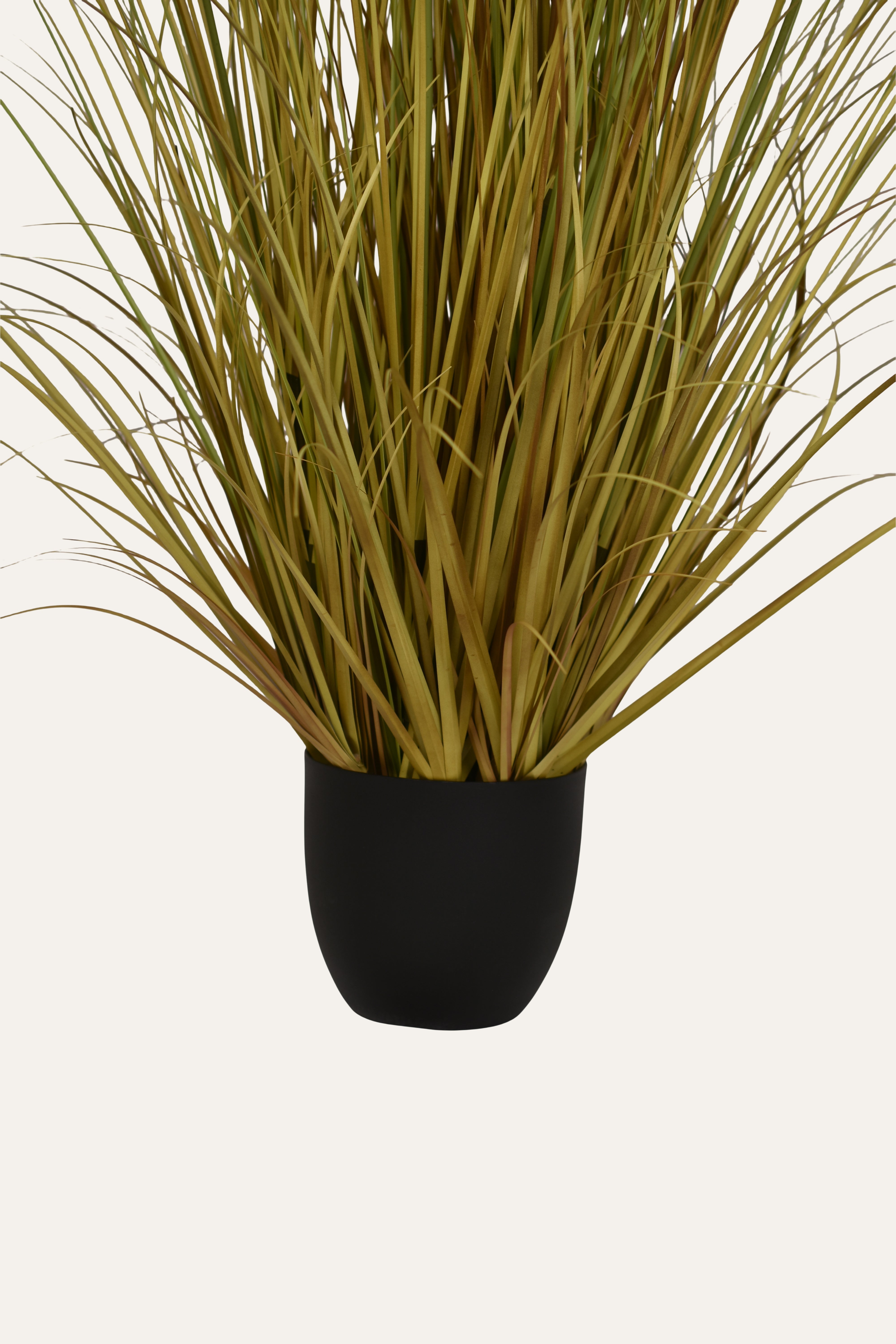 Serene Grass Foliage Plant