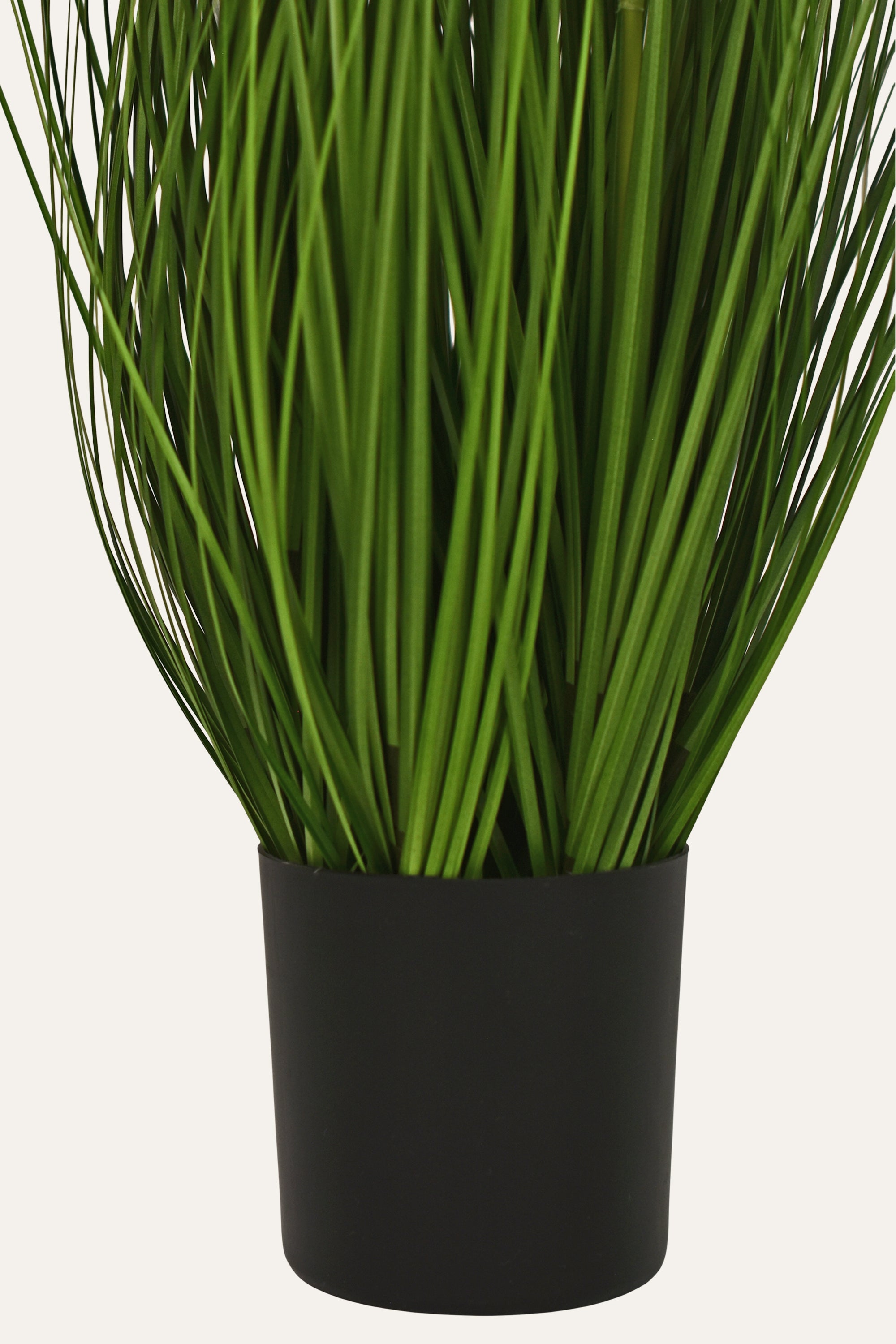 Feather Grass Plant
