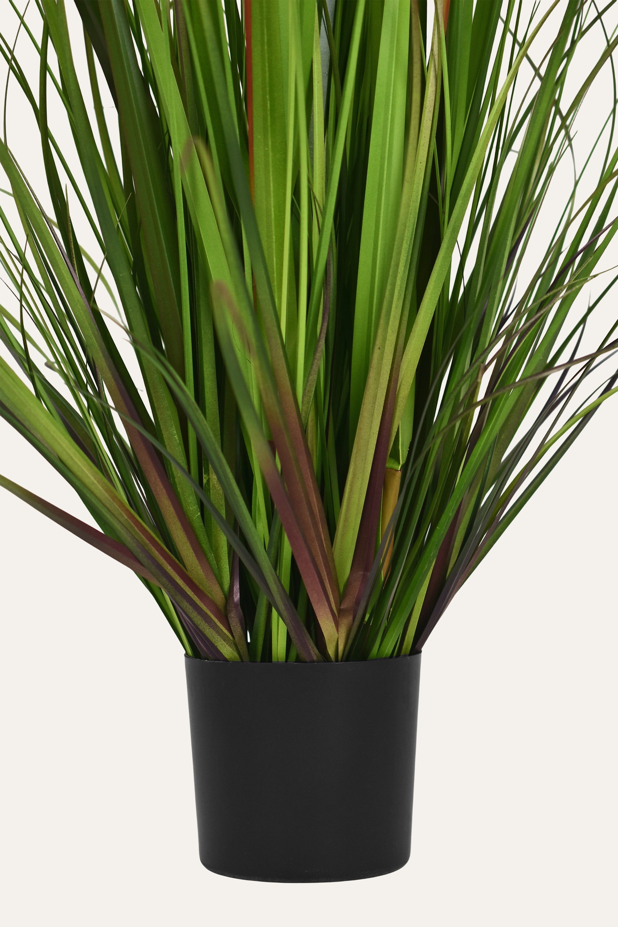 Decorative Sunlit Meadow Plant