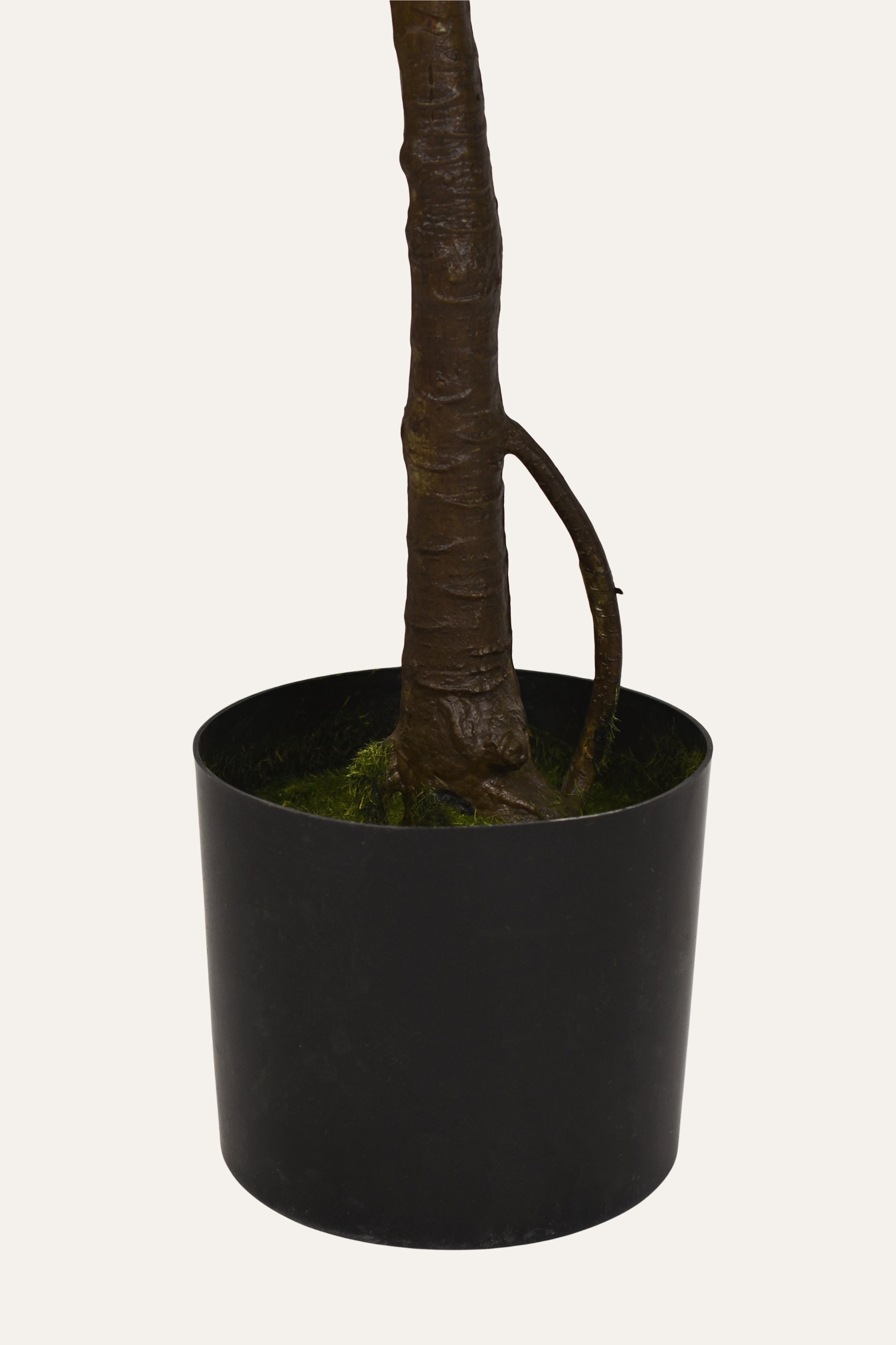 Verdant Mini Foliage Plant