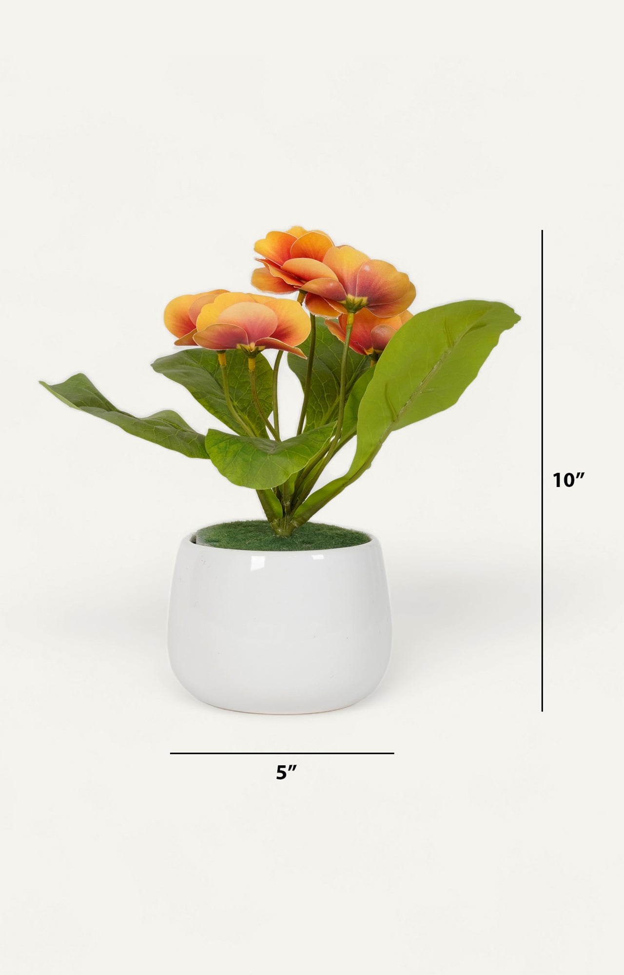 Pair of White Ceramic Bud Vases with Monstera Deliciosa Cuttings_size