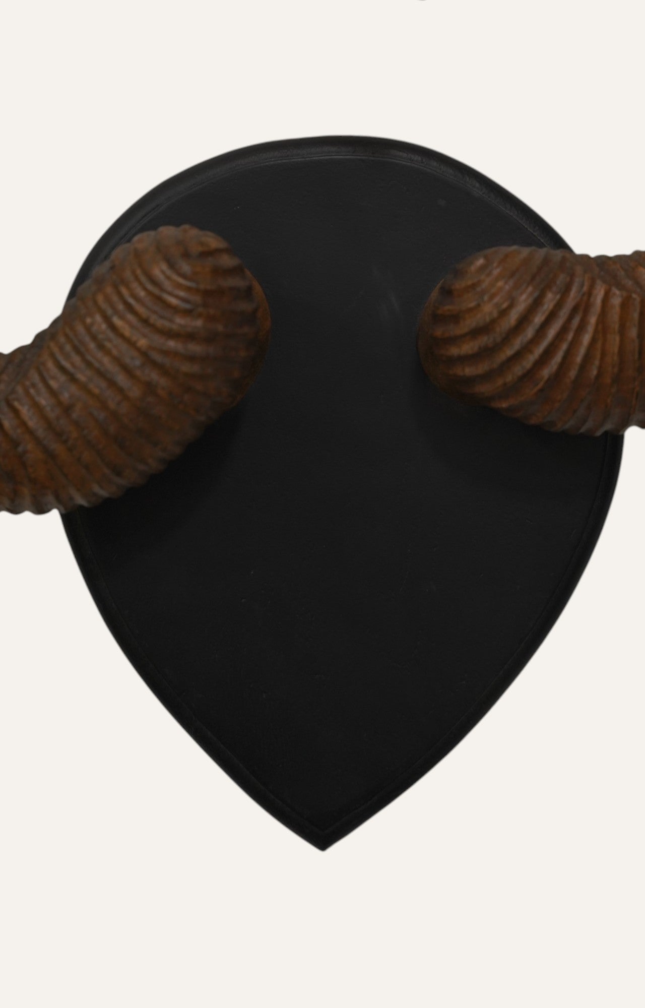 Ram Horn Antlers
