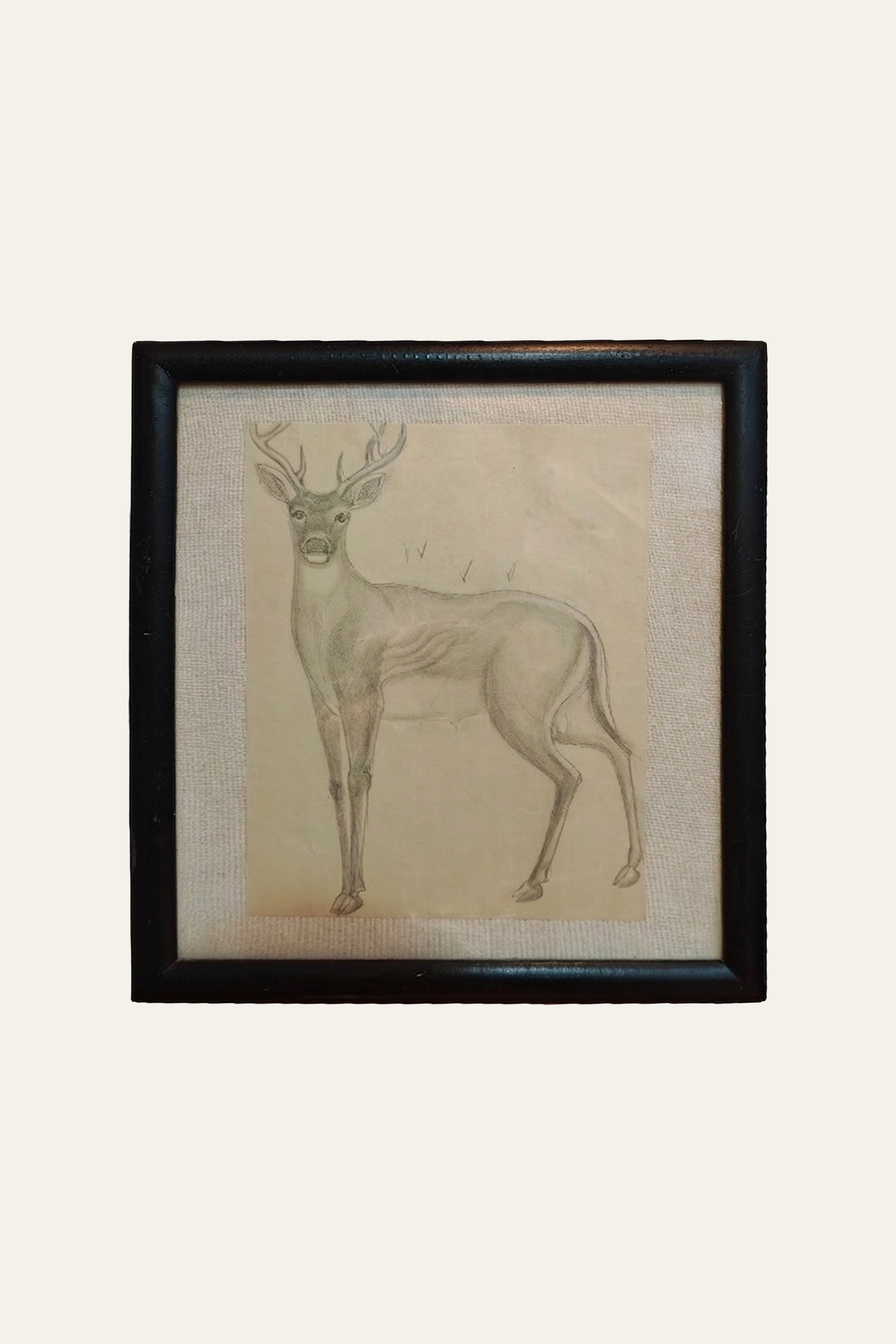 Sambhar Deer Pencil Sketch
