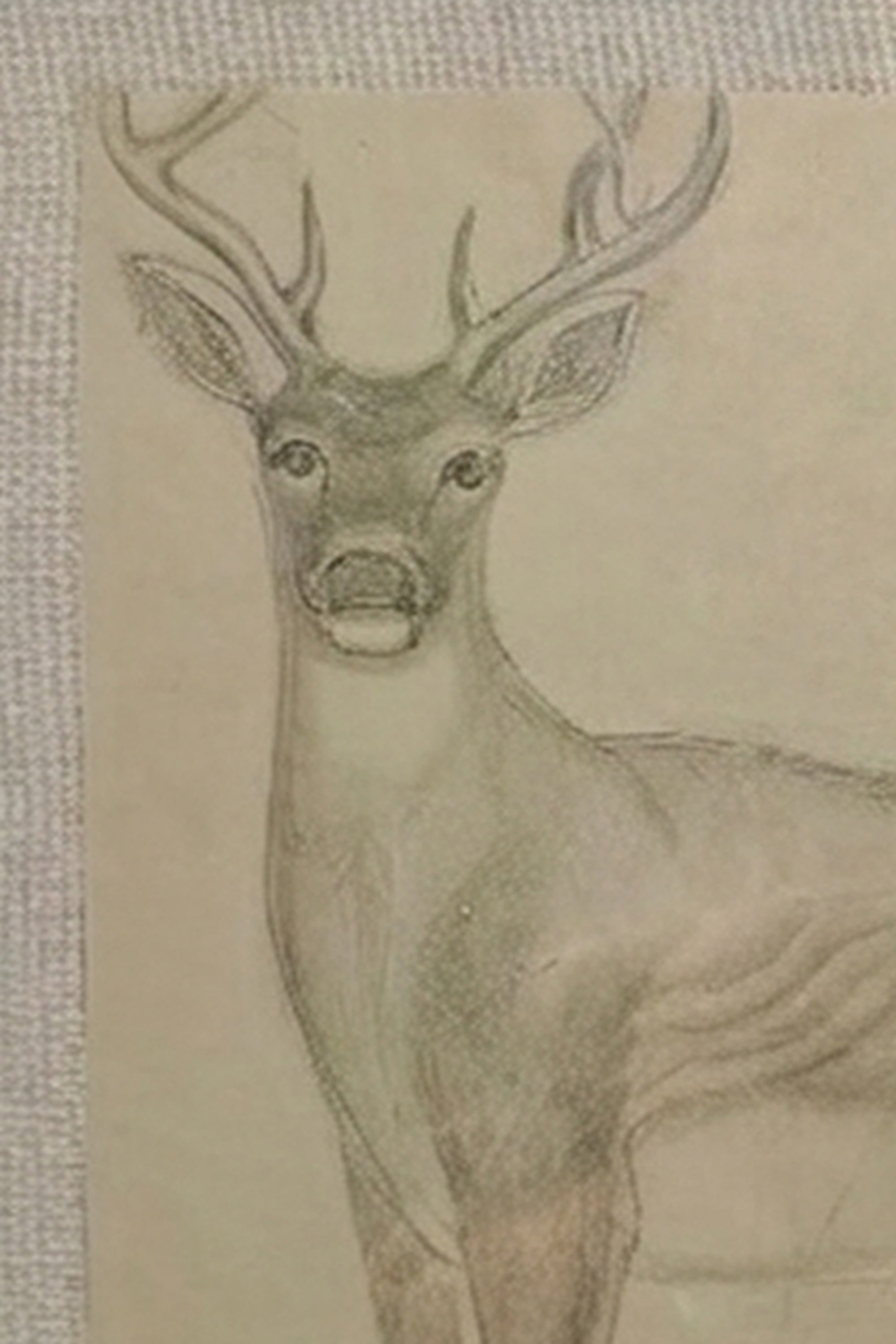 Sambhar Deer Wall Art